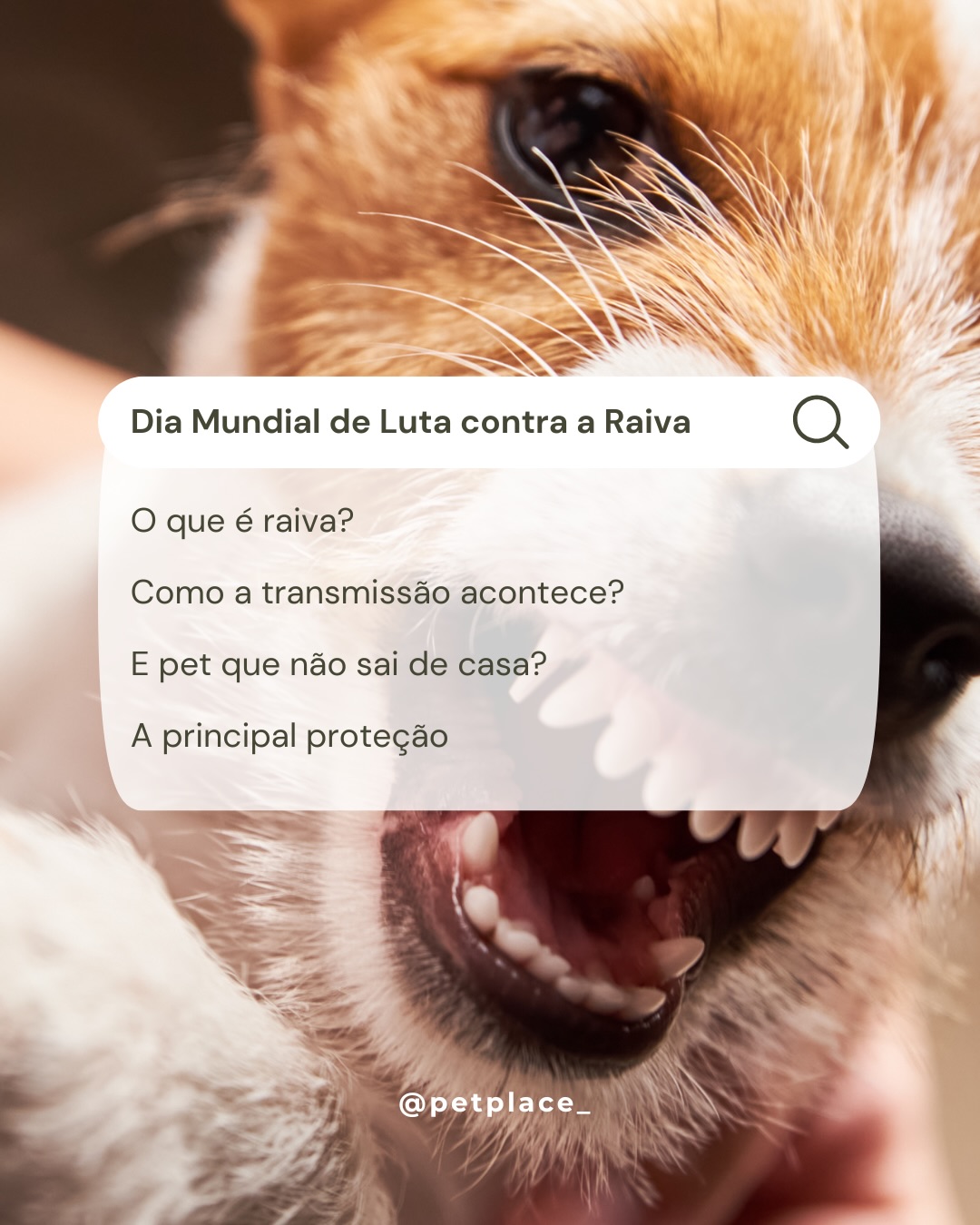 Dia Mundial de Luta contra a Raiva 💙
A raiva é uma doença grave, que pode atingir animais e seres humanos, mas que pode ser prevenida por meio da vacinação.
Manter a vacina antirrábica do seu pet em dia é uma das principais formas de protegê-lo e também de contribuir para a saúde de toda a comunidade. 🐶🐱💉
Neste Dia Mundial de Luta contra a Raiva, reforçamos a importância da prevenção, da conscientização e do acompanhamento veterinário responsável.
Cuidar também é prevenir. Confira a carteirinha de vacinação do seu pet e mantenha a proteção sempre em dia! 💙
Para agendar uma consulta, entre em contato conosco atraves do direct!
#raivanão #DiaMundialDeLutaContraARaiva #Raivapet #PrevencaoDaRaiva #VacinaAntirrabica