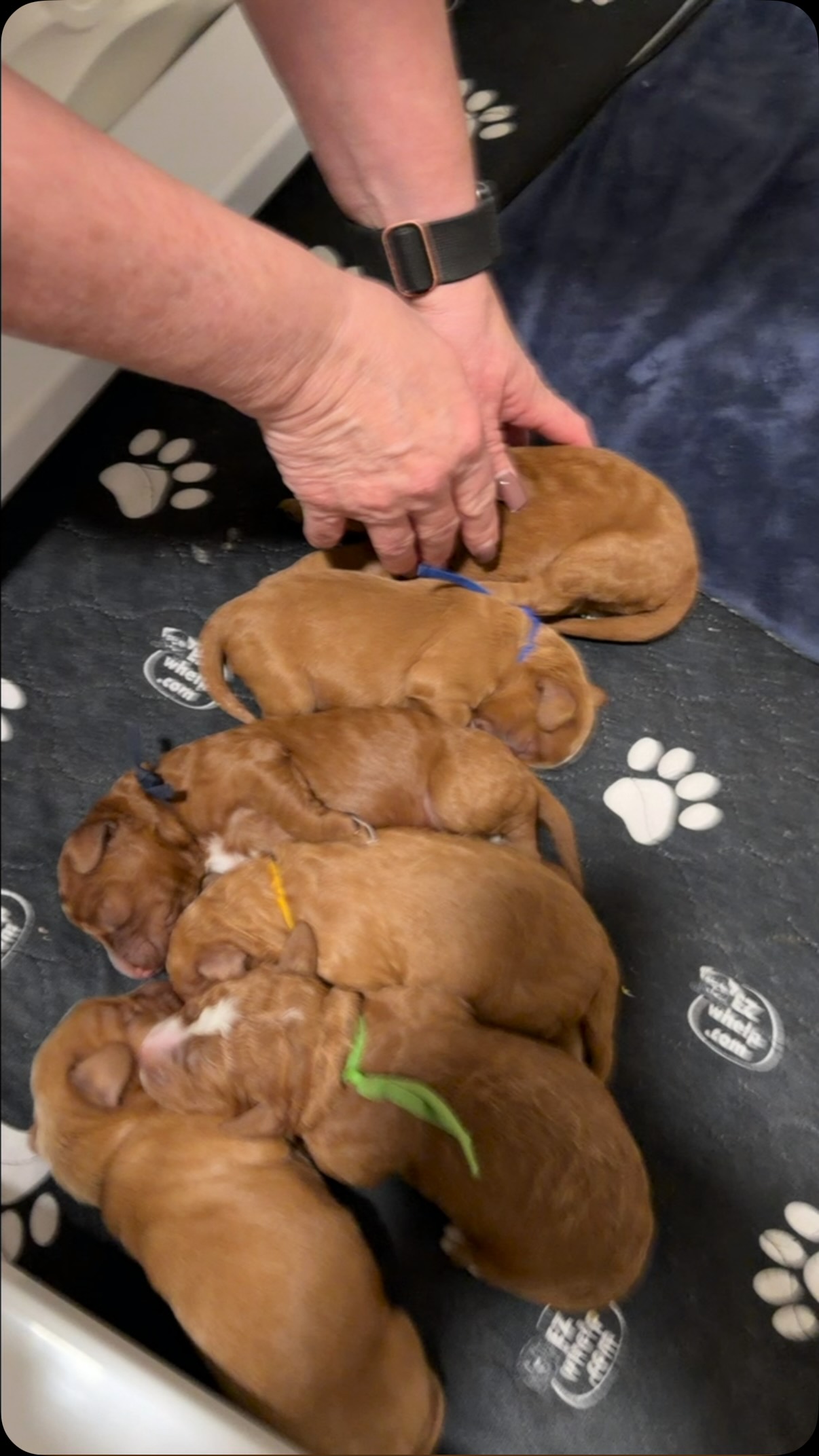 Tiny Cavapoo puppies! #cavapoopuppy #cavapoo #puppy