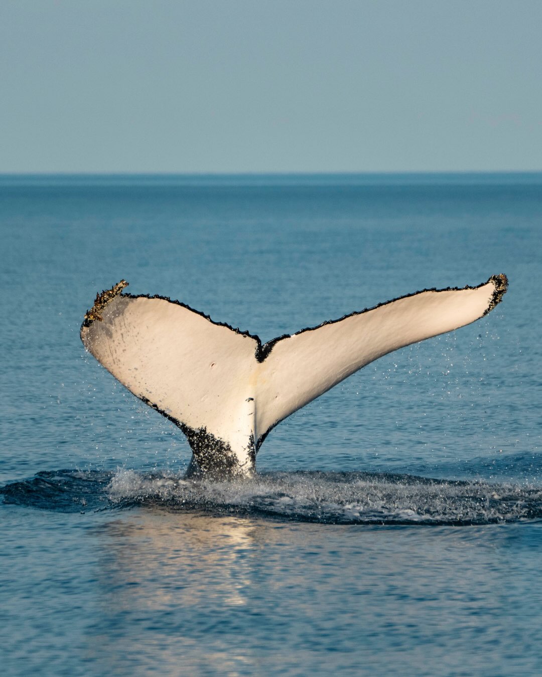 Clocking off for the day looks a little different out here. 🐋
Come for the whales, stay for the sunset.
A few favourites from the last couple of Sunset Whale Watching trips. Whales cruising by, calm conditions, golden hour and a boat full of very happy people.
Heading to Exmouth these school holidays? This is a pretty good way to spend an evening. 🤍
Photos @ollieclarkephoto @robsarginsonphoto @lauratierney @beclaidlaw.photography
#exmouth #sunsetwhalewatching #ningalooreef #humpbackwhales #sunset