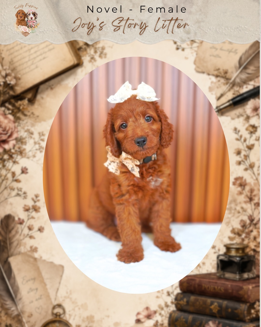 Three little personalities are really starting to shine. 🤎
Sonnet is our beautifully balanced boy — confident, steady, and comfortable with whatever comes his way. He has that wonderful mix of confidence and an easygoing nature.
Novel is our little cuddle bug. 🥰 She loves being close, soaking up affection, and settling right into your arms.
And Fable is all about FUN! She’s playful, happy, and full of personality — always ready to turn whatever is happening into a good time.
These three are petite Goldendoodles, estimated to mature around 13–17 lbs. 🐾
We’ve also been working on crate training, and they are doing great! They’re learning how to settle independently and become comfortable spending time in their crates — giving them a great foundation for the transition into their future homes.
Could Sonnet, Novel, or Fable be your Teddy Puppy? Send us a message to learn more about them and we’ll help you find the personality that fits your family best. 🤎