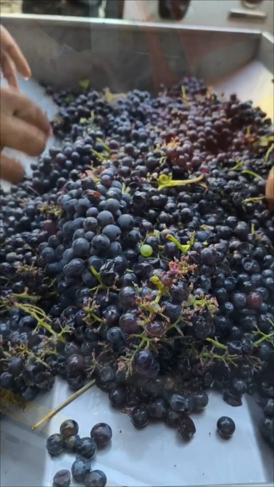 Vinificazione in pillole
#vendemmia2026 #vinilaziali #malvasiapuntinata #cesanese #winelovers🍷