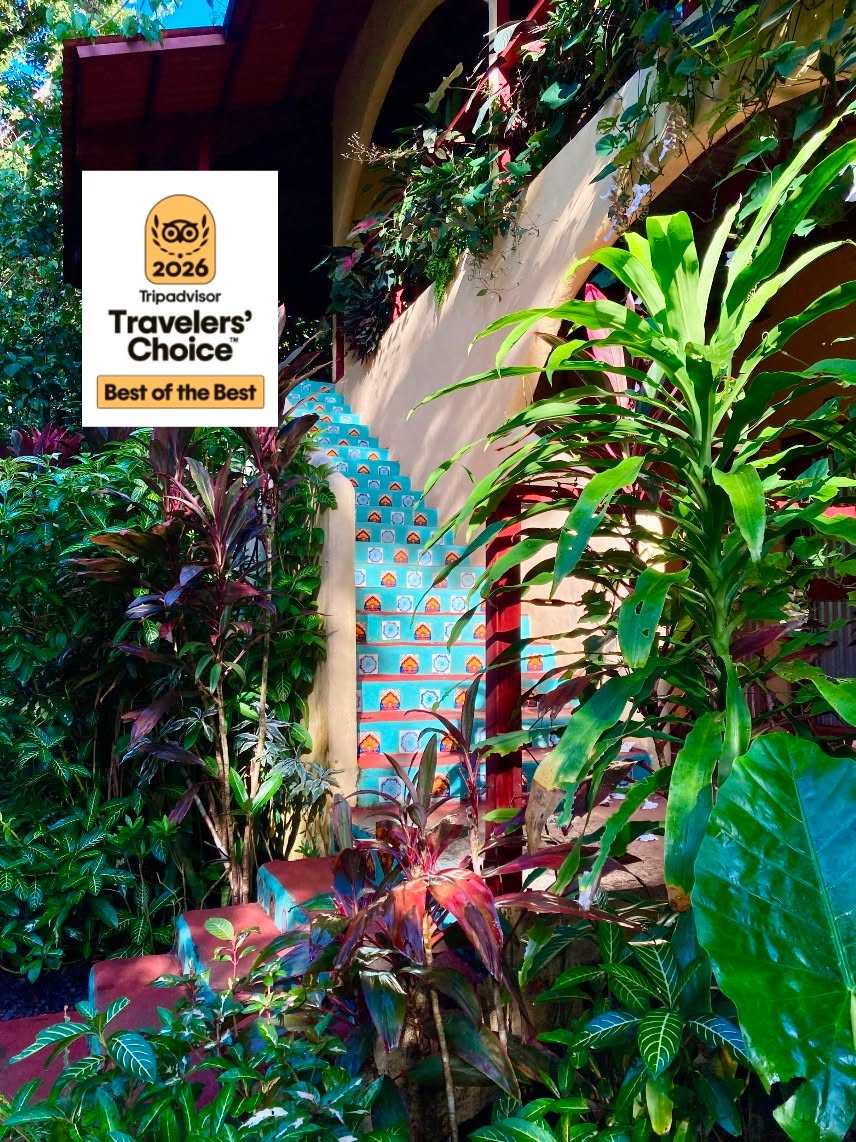THE BEST BLEND OF ADVENTURE, RUSTIC CHARM, AND ECO-CONSCIOUS LUXURY IN THIS PANAMANIAN PARADISE.
Iguanas greet you from the ground; howler monkeys, from above. With warm smiles, the hosts welcome you with open arms and a refreshing tropical drink. You’ve arrived at the Morrillo Beach Eco Resort: an exotic, jungle-wrapped enclave along Panama’s sublime Pacific coast. At its core, it’s a place where every experience is enveloped in a deep-rooted respect for nature. From surf and snorkel to rest and relaxation, adventures are maximized, and ecological footprints are minimized.
In a treehouse-inspired suite, you can swing on a hammock on your private balcony while enjoying views of the surrounding tropical forest. Cotton sheets and French linens soothe the body, while the sounds of nature soothe the soul. Here, spacious rooms feature bright and soulful Latin-American design elements and comfortable locally made wooden beds, not to mention private bathrooms with high-pressure, solar-powered hot showers and handcrafted sinks. All cleaning products and detergents used are handmade and devoid of chemicals to minimize skin sensitivities, while local, handmade goats-milk soap and shampoo are available.
https://www.morrillobeachresort.com/allinclusivepackages
#Morrillo #AdventureTraveler #AdventurePanama
#SustainableTravels #SurfingLife #FamilyTravelAdventures #FamilyTravelMoments
#FamilyTravelIdeas #FamilyTravelAdventure #FamilyTravelTime
#AdventureFamilyTravel #AdventureTravelFamily
#AdventureTravelers #AdventureTraveller #AdventureTraveling
#FemaleSurf #WomenInSurfing #SurfChica #SurfingSisters
#femalesurfing #SurfChic #FemaleSurfer #GirlSurf
#GirlsThatSurf #GirlSurfer #SurfgirlMag #SurfAdventure #UncrowdedSurf #SurfPanama #SurfHoliday
