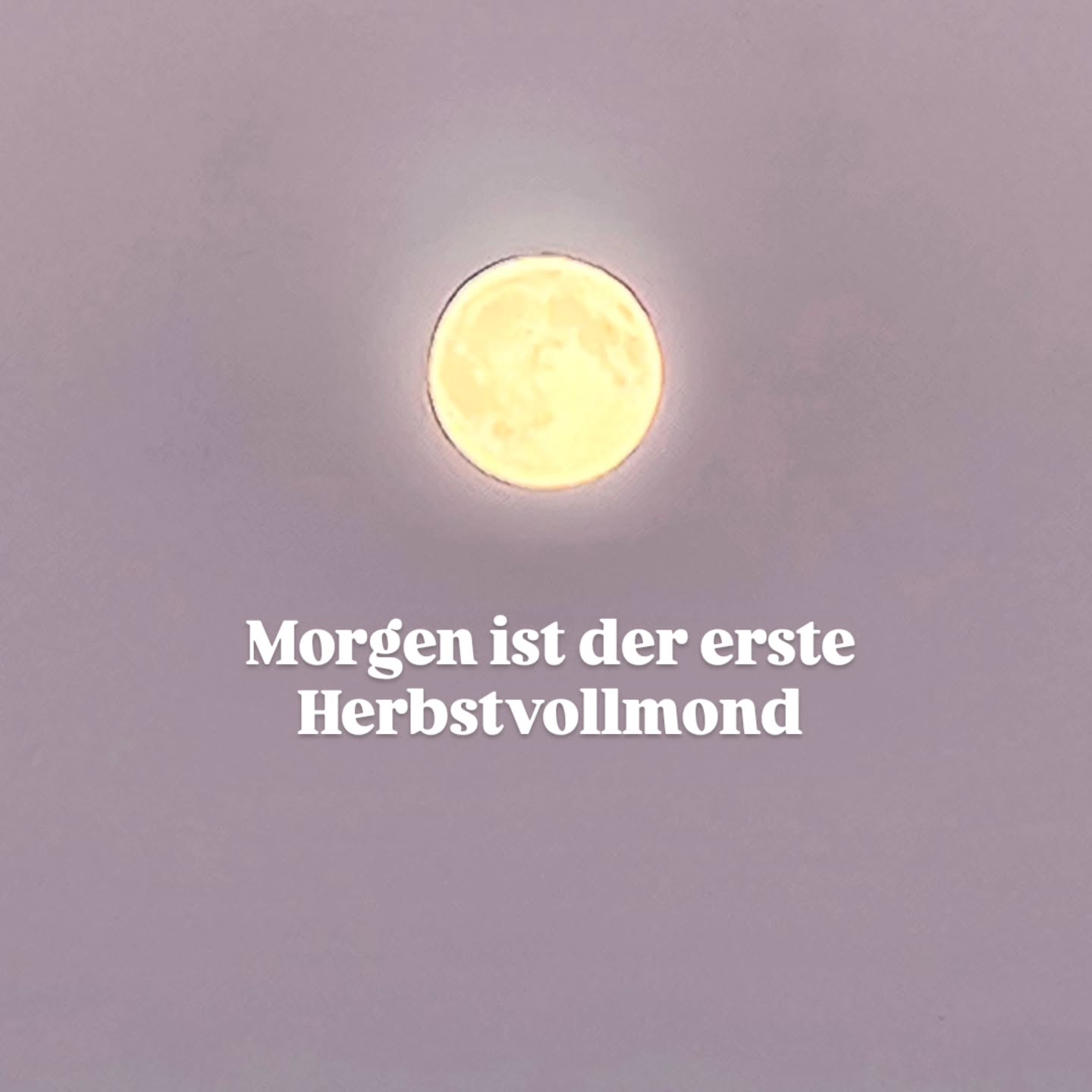 Der Übergang von Sommer = Pitta zu Vata (Herbst) ist dieses Jahr besonders intensiv.
Ich erlebe es bei den Frauen in meiner Praxis, in meinem persönlichen Umfeld und auch ich hatte in den letzten 3 Wochen so gehäuft 'Vata' Erlebnisse, die im Zusammenhang mit der bewegten Vata Luftenergie stehen.
Das klare kühle Licht der Vollmondin besänftigt das in uns angestaute Feuer des Sommers.
Zugleich ist gerade eine so vulnerable Zeit für alle mit Pitta und Vata in Konstitution oder Dysbalance/Ungleichgewicht. Der Sommer war so intensiv, die Trockenheit massiv noch bevor die Vata Winde eingesetzt haben. Gesellschaftliche und politische Themen wühlen auf.
Hitze steigt zu Kopf, Unruhe nimmt zu, Erschöpfung, Ausgebranntsein, über Grenzen gehen.
Jetzt ist es besonders wichtig stärkende Rituale zu pflegen und einen regelmäßigen Tagesablauf insbesondere be Schlafens- und Essenszeiten zu beachten.
Und das bedeutet NICHT, noch mehr das eigene Leben zu optimieren, noch ein zusätzliches To do, noch ein zusätzliches Ritual!
Die Mondin lädt zu Klarheit und Besonnenheit ein. Das kühle Licht lässt den Kopf ruhig werden.
Weniger ist jetzt mehr. Das nicht nötige darf wegfallen. Weniger Medien, weniger Reize, weniger Müssen, Leisten, Performen.
Die Mondin wechselt mit dem Vollmond in den abnehmenden Mond. Streife ab, was zu viel ist.
Die Herbst Tagundnachtgleiche hat den Beginn der Dunkelheit un Innenschau markiert.
Es ist Zeit, wieder mit der Natur und den Rhythmen und Zyklen zu leben. Und nicht gegen sie und gegen unsere eigene Natur.
Alles Liebe deine Tina 🧡