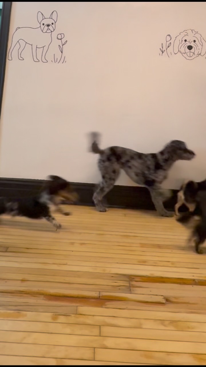 We’re running it back! 🏃♀️🏃♀️💨💨
Making these puppers choose their favorite hoomans here at Sit Social! 🤣💛
#sitsocial #dogdaycare #chicago #doghotel