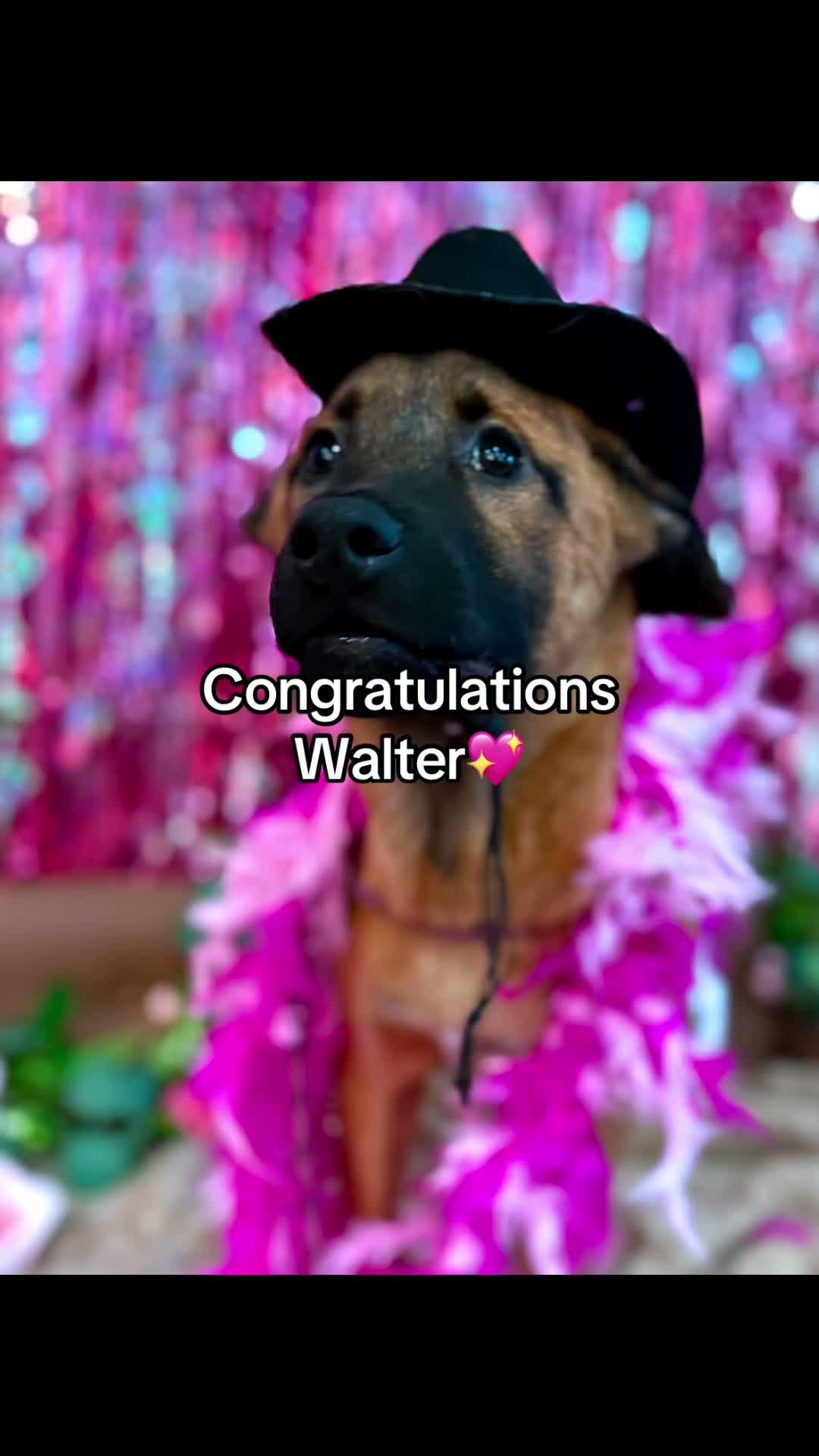 Congratulations to Walter on being K9cation Hudson’s Ultimate Dolly Dog💖💕
#k9cation #dollyparton #9to5 #doggydaycare
