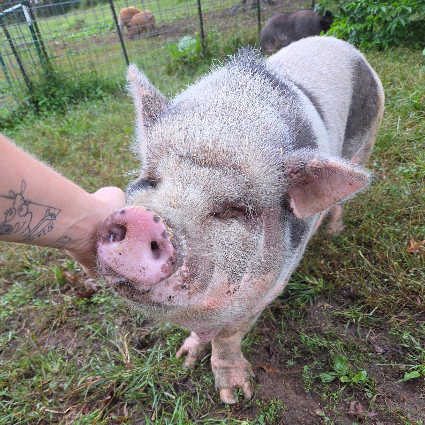It's Florence! This beautiful gal is ready to find her forever home. It has been almost a year since she and her brothers were rescued from a tiny pen with knee deep mud and feces. Their owner had killed their dad and they were next.
Flo is about 3yo, spayed, and very sweet. She does well with other pigs but can be adopted solo. Send us a message if you're interested in adding Flo to your family ā¤ļøš·
#adoptme #adotpable #rescued #animalsanctuary #piggy