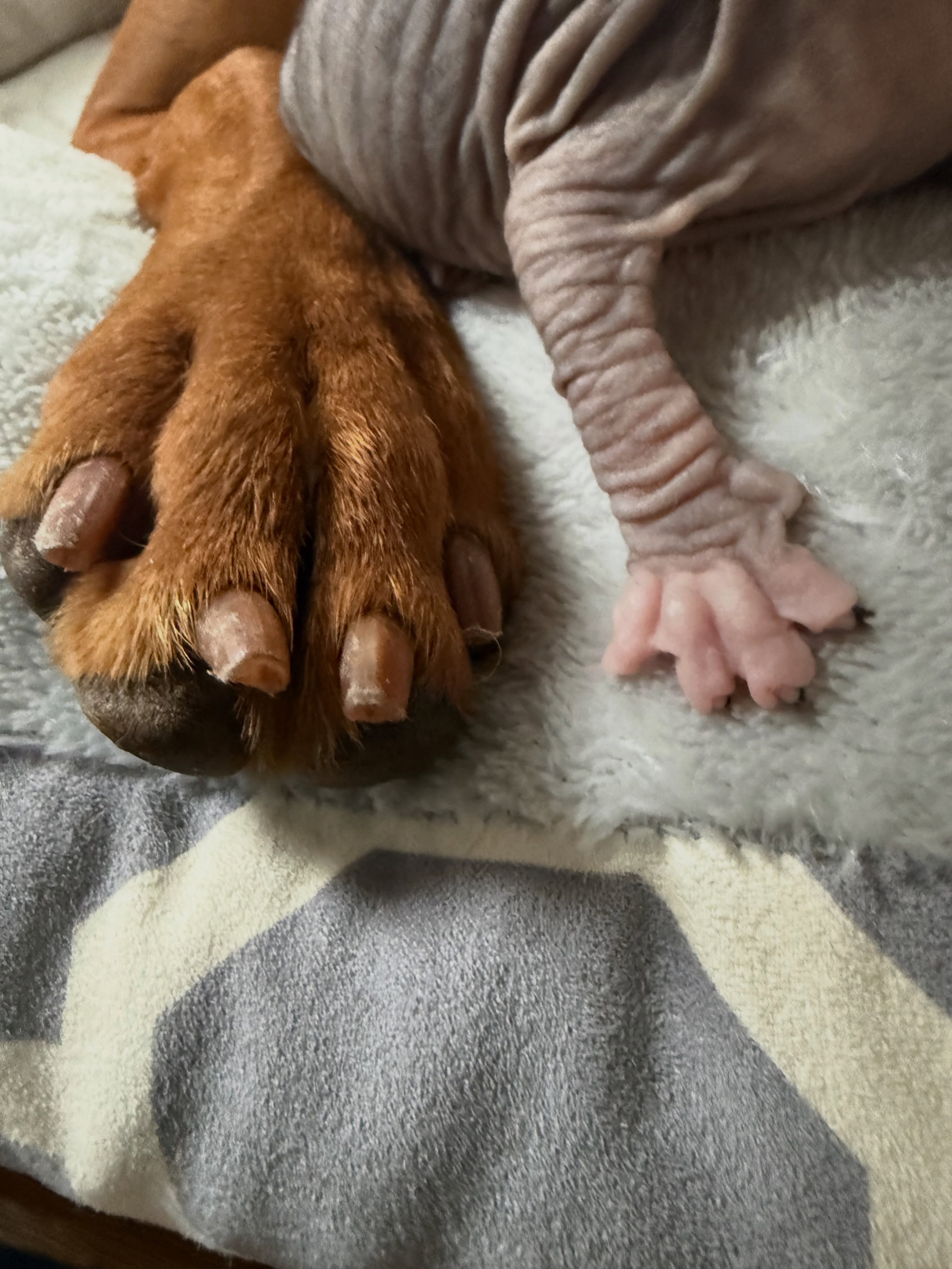 The paw size difference is sending me. 😂
One giant Kora paw… one teeny tiny Donskoy paw. 🐾🤍
#Donskoy #DonskoyKitten #Vizsla #CatsAndDogs #TinyPaws
