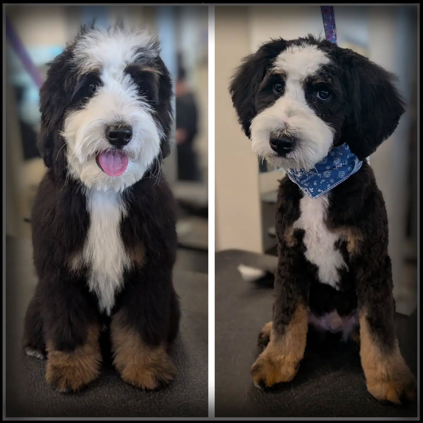 What a great little guy! This is Dave and he received his 1st big boy haircut today, and did amazing.