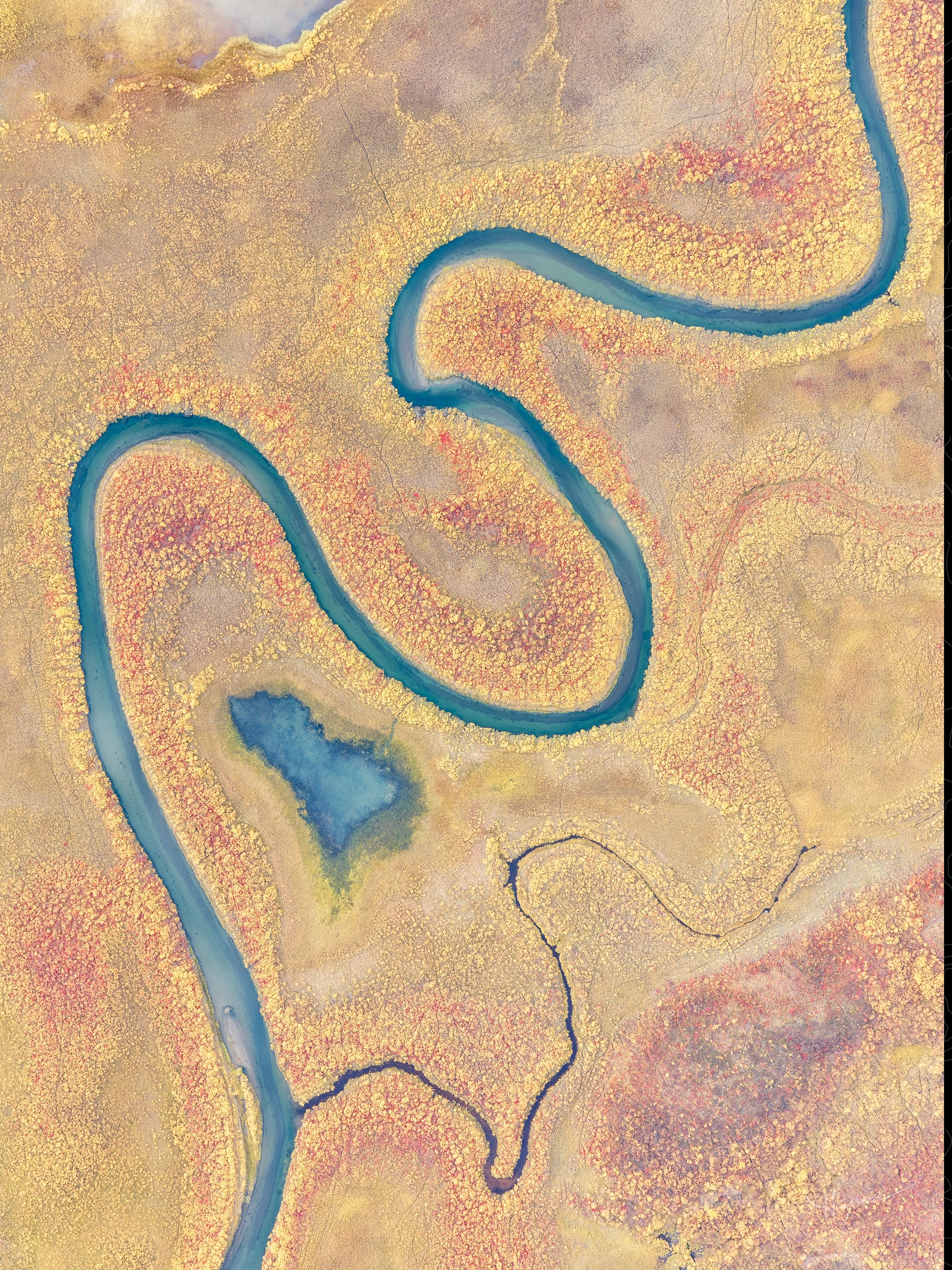 King of Autumn Gold – Alaska.
It’s a mind trip traveling through the northern tundra and as far as you can see, solid golden yellow covers the landscape like a thick carpet carefully rolled out. Add meandering glacial waterways cutting through the low valleys and its a sight to see.