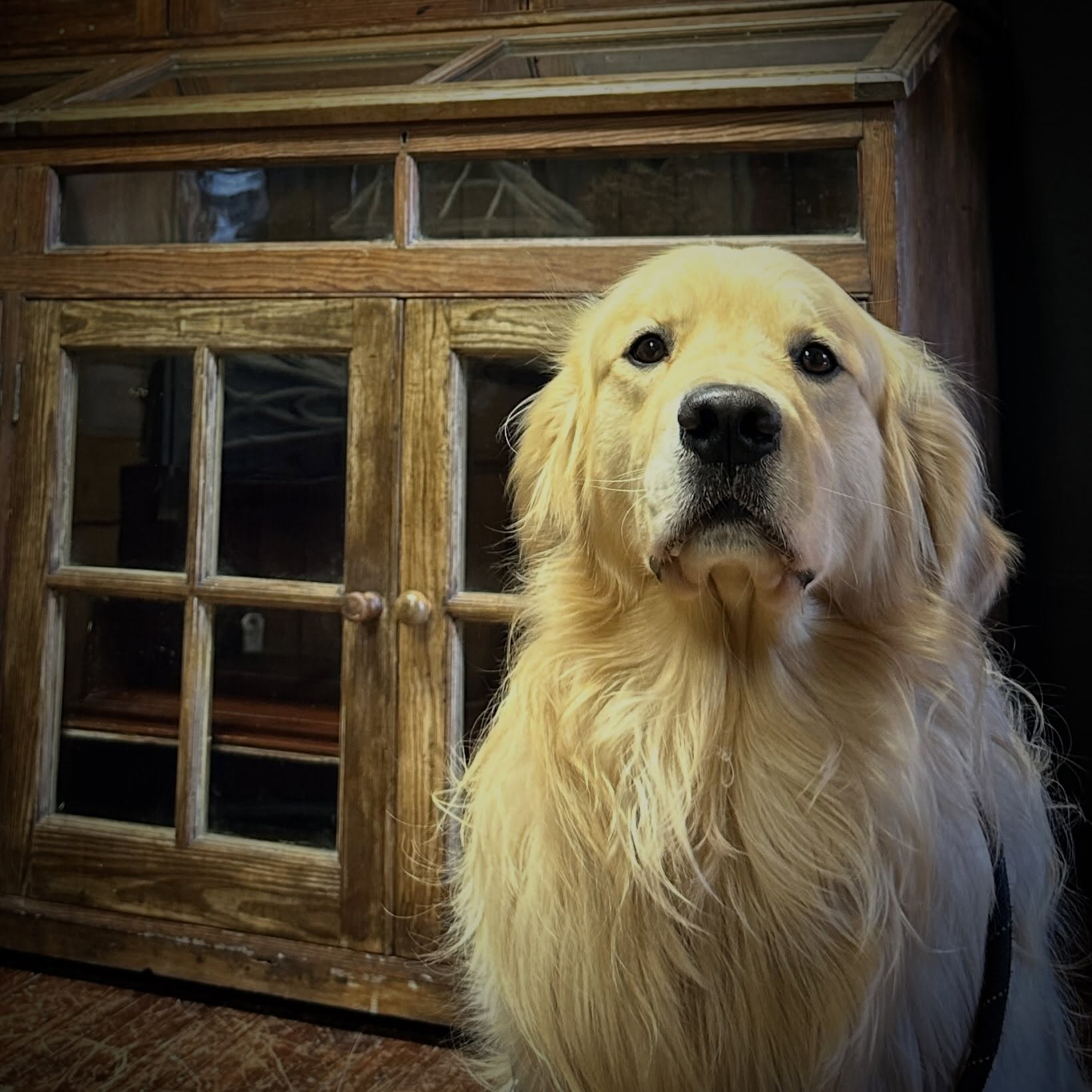 Just A Reminder That We Are Dog Friendly So Bring Your Pooch Along!