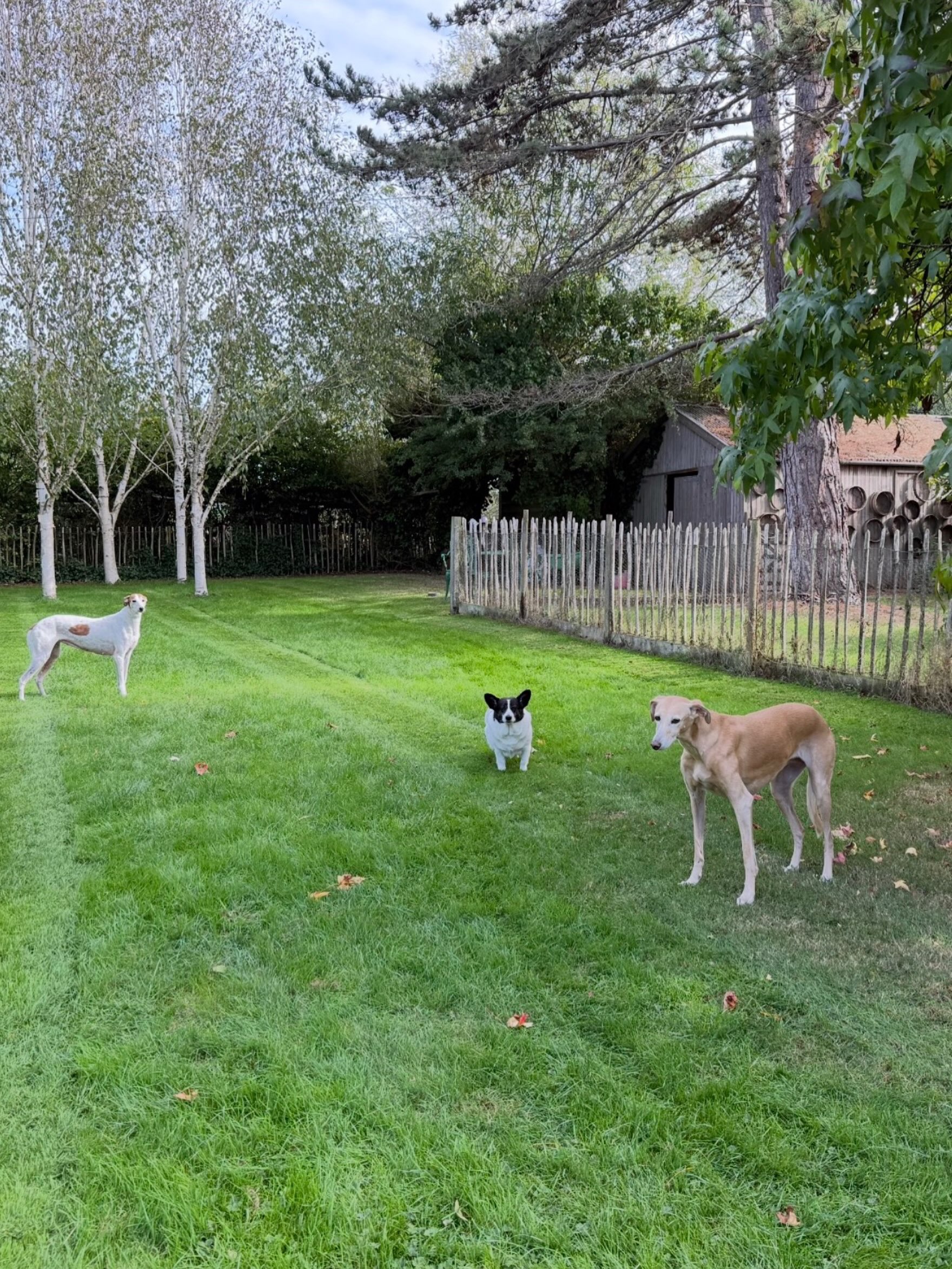 My audience for Saturday afternoon lawn mowing! 😂🐕
These three! ❤️❤️❤️
#rescuedogsrock #petalfawnizzy #adoptedadored #weekendmood #adoptdontshop