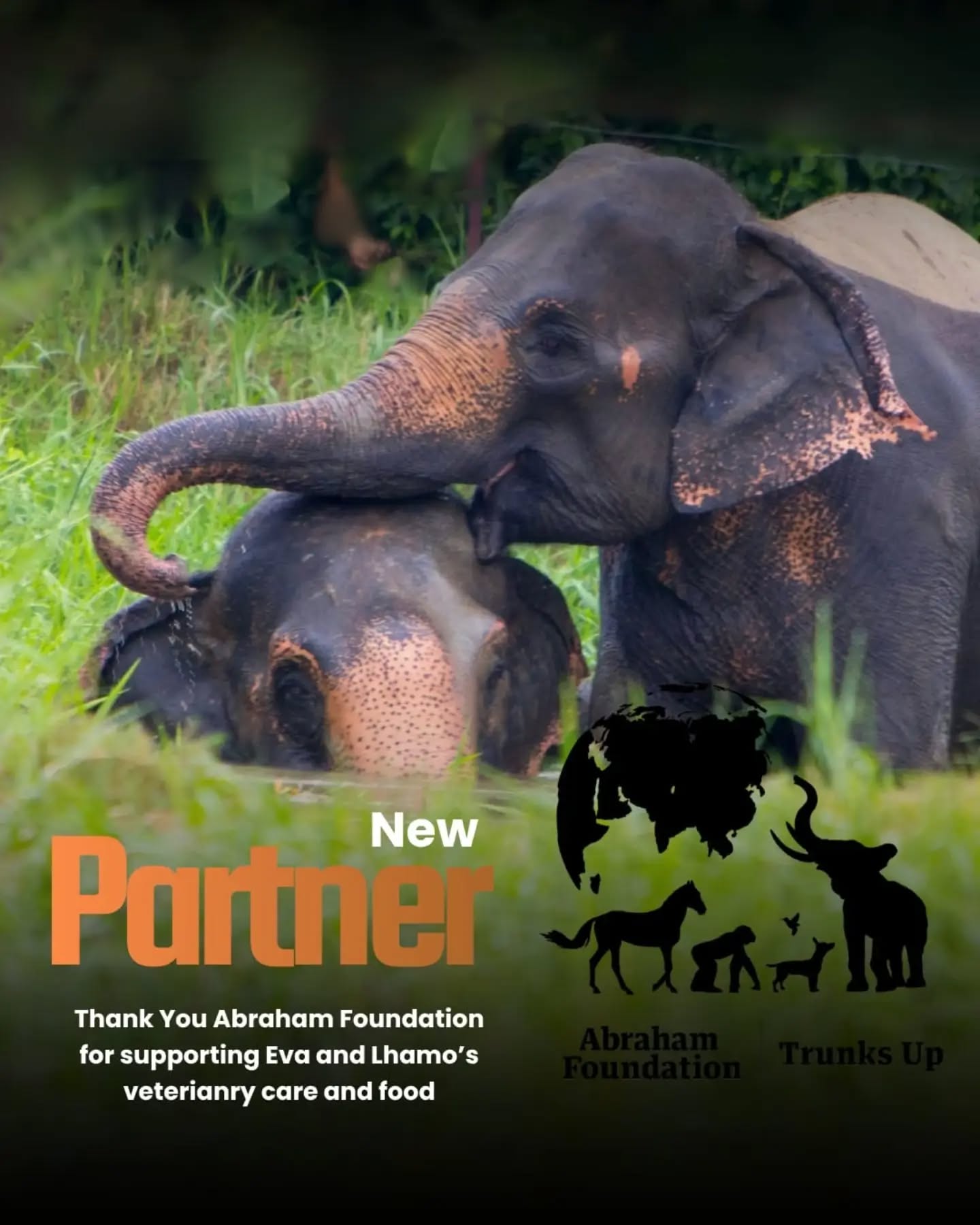 📣 We’re so happy to welcome Abraham Foundation | Trunks Up as a new partner of Stand Up 4 Elephants! 🐘
In 2026, their support is helping provide food for Eva and Lhamo. That’s a lot of grass, fodder, and love every single day!
We’re incredibly grateful for their partnership and generosity. Their support means so much to our team and to Eva and Lhamo, too. 💚
Thank you, Abraham Foundation | Trunks Up!
#ethicaltourism
#asianelephant
#nepal
#elephantconservation
@trunksupofficial
@abraham_foundation