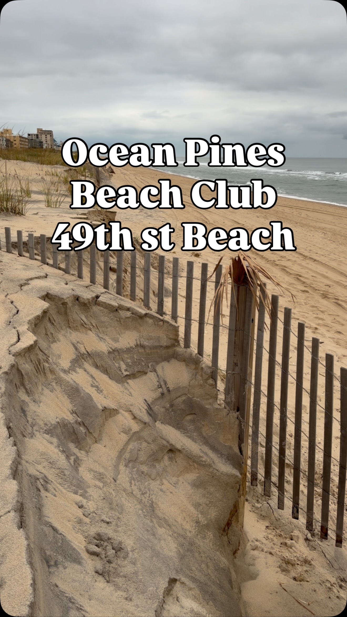 Condition of the dunes at 49th street — @oceanpinesbeachclub