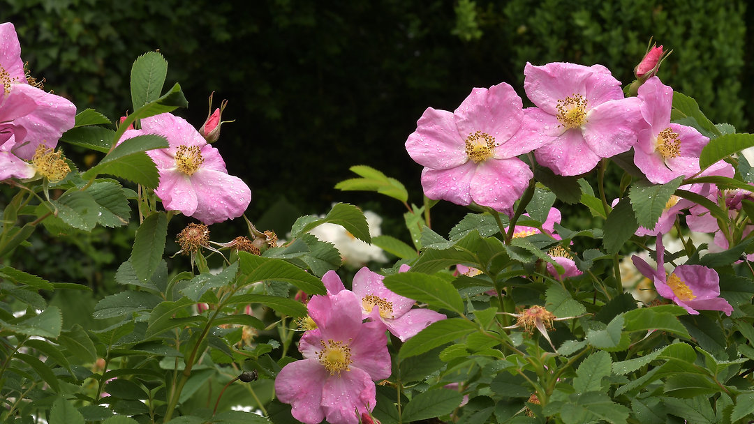 Falling for roses all over again 🌹✨ Read “A Most Alluring Rose” and discover Bruce's article on why these fragrant blooms deserve a place in your garden. Link in Bio #roses #gardening #gardeninspiration #horticulture #flowersofinstagram