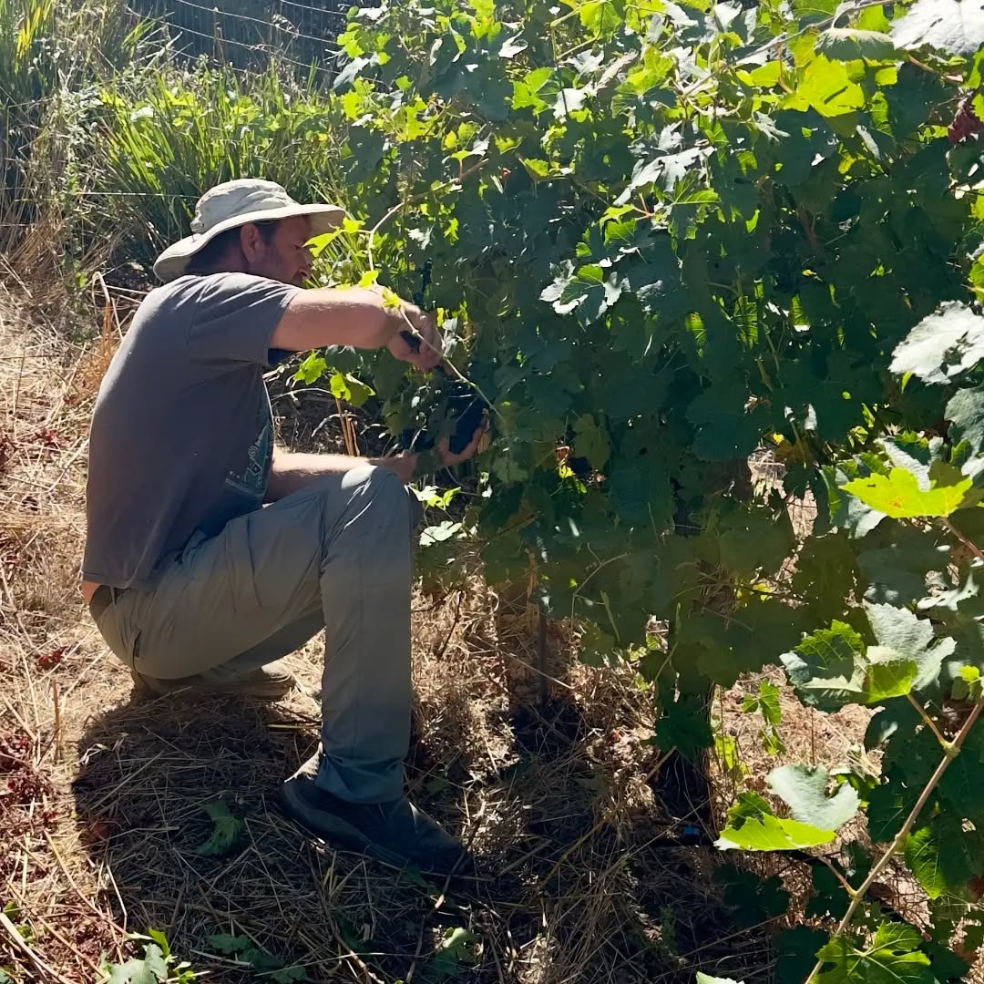 Santa Cruz mountains Petite Sirah harvest today. Our absolute favorite of the highest elevation vineyards we manage!