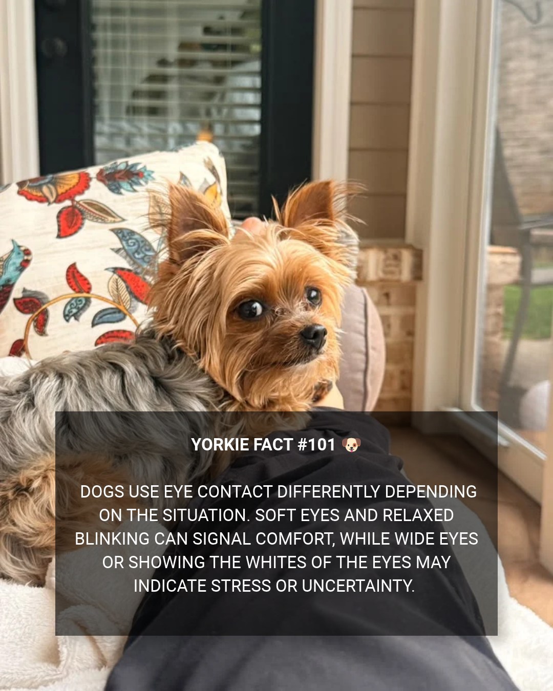 **Your Yorkie may be telling you exactly how they feel without making a sound. 👀🐾**
Soft eyes and slow, relaxed blinking can mean your pup feels safe and comfortable. But wide eyes or showing more of the whites can be a sign they’re feeling unsure or stressed.
Joshua definitely has an entire vocabulary without saying a word. 😂❤️
Does your Yorkie have a “look” you know instantly? Tell me below. 👇
#YorkieFacts101 #YorkieLife #DogLovers #JoshuaTheYorkie