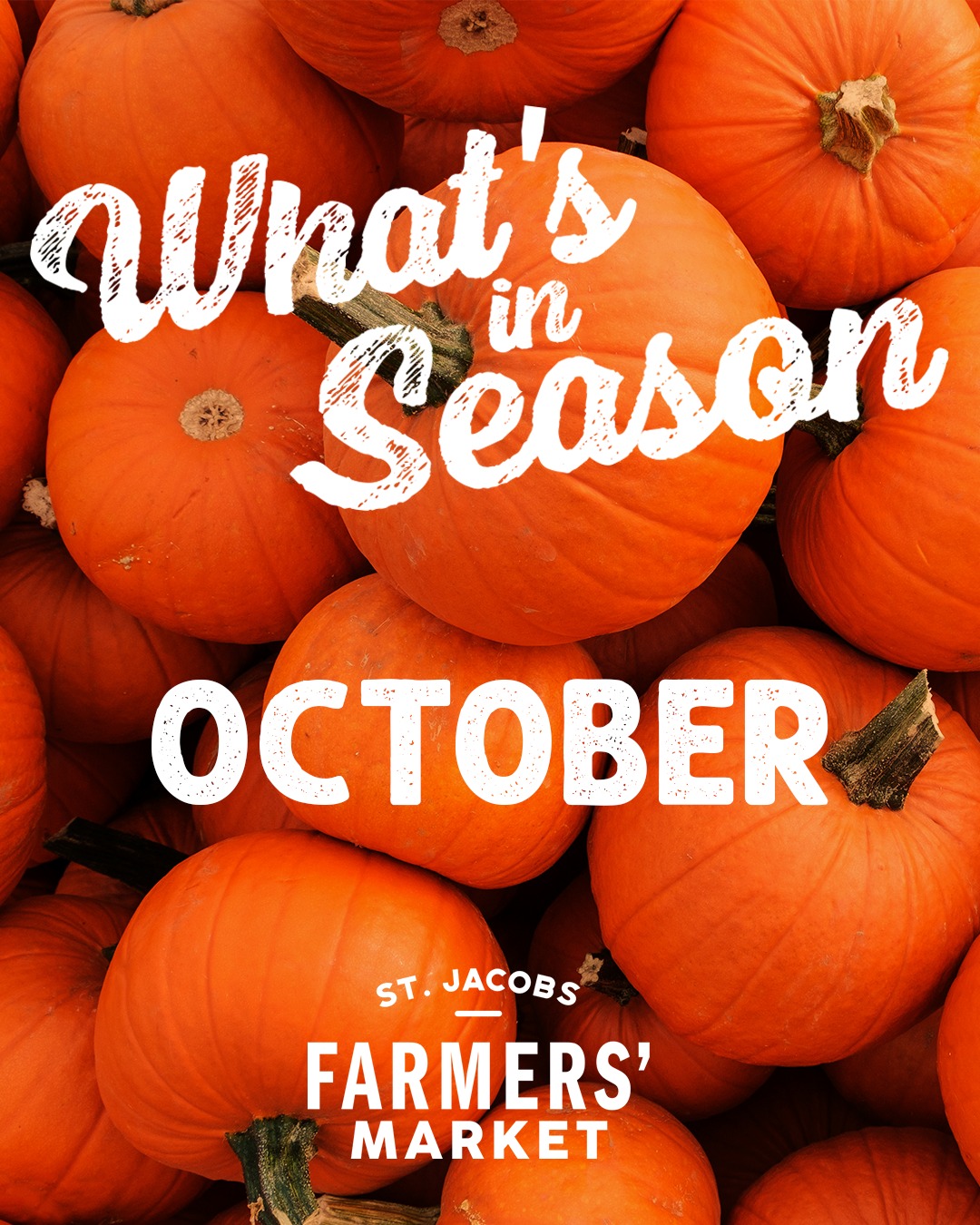 🍂 What’s in season this October? 🎃🥕🍎
October in Ontario means the harvest is in full swing! From crisp apples and hearty squash to pumpkins, carrots, beets, cabbage, Brussels sprouts and more, there’s no shortage of fresh fall goodness to fill your market basket. 🧺
Come hungry, shop local, and savour the flavours of the season. 🤎
What’s making it into your market basket this month? 👇