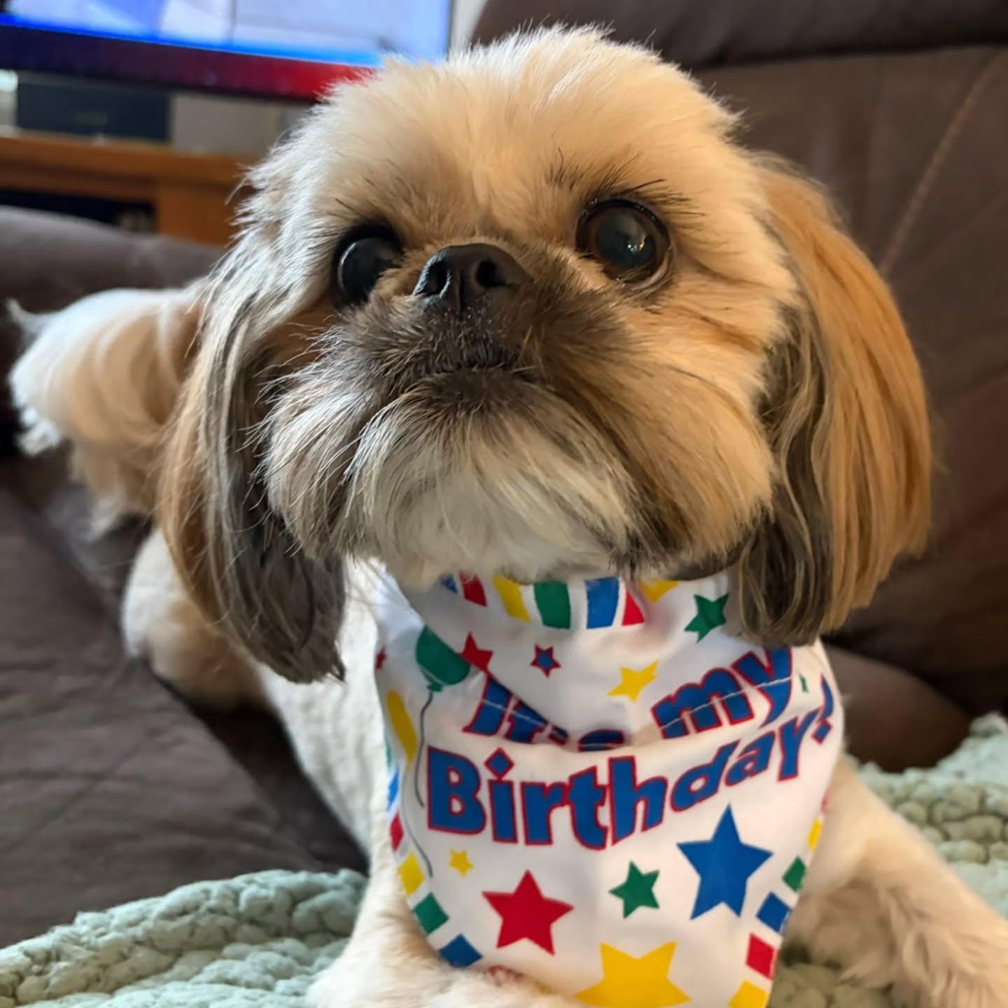 Happy 5th Birthday to our doggy staff member, Angus. ππ