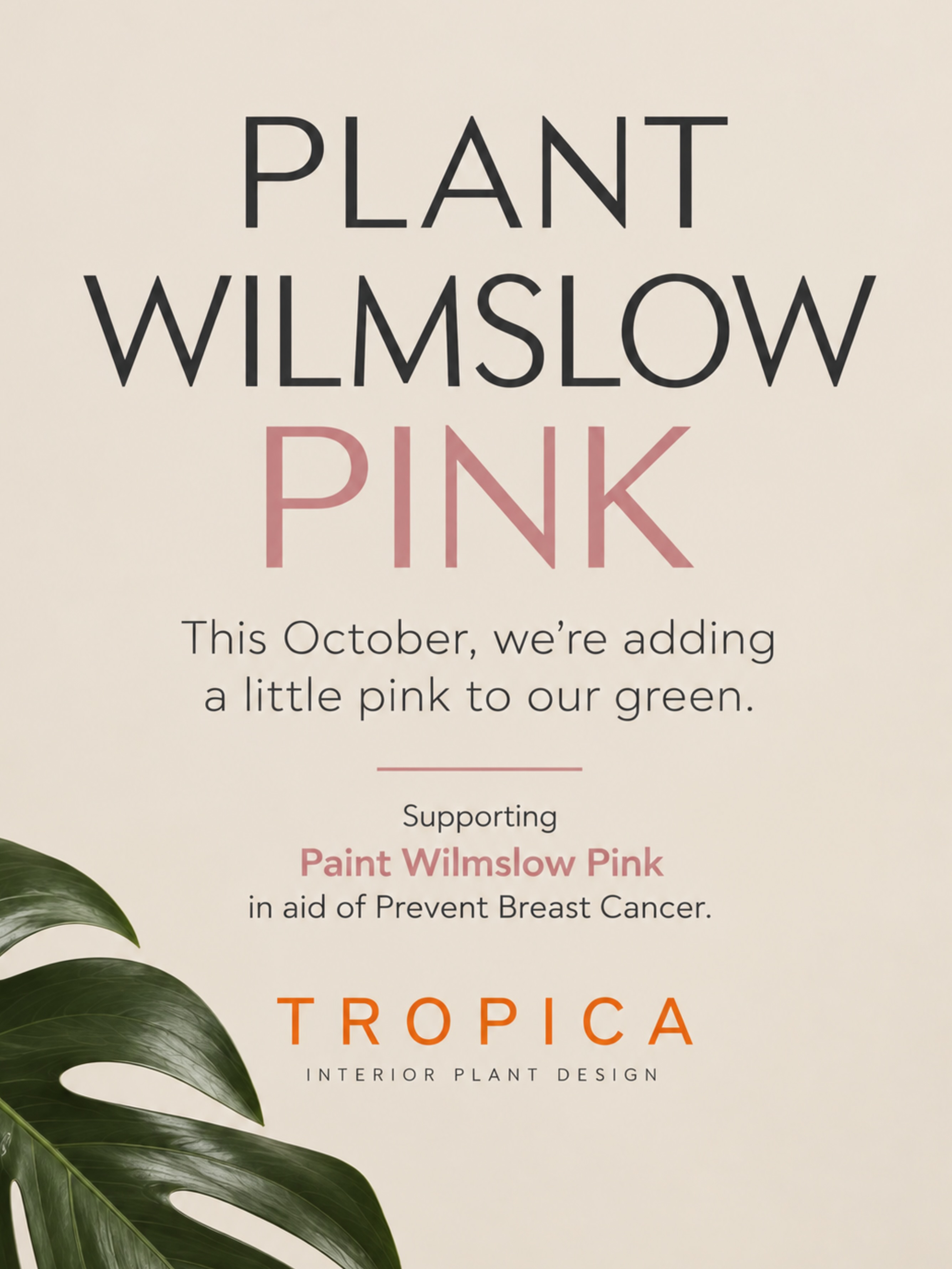 🌸 We’re not just painting Wilmslow pink this October, we’re planting it pink!
🌿In true TROPICA style, we’re doing pink our way, with beautiful living plants, lasting joy and a little more green in the world.
🌸 Throughout October, 25% of every pink Anthurium sold will be donated to Prevent Breast Cancer, proudly supporting Paint Wilmslow Pink.
🌿 Pop in, take a little pink home, enjoy a coffee and cake among the plants and support a wonderful cause while you’re here.
🌸 Plant Wilmslow Pink - a plant with a purpose.
.
.
.
.
#paintwilmslowpink #preventbreastcancer #paintthetownpink