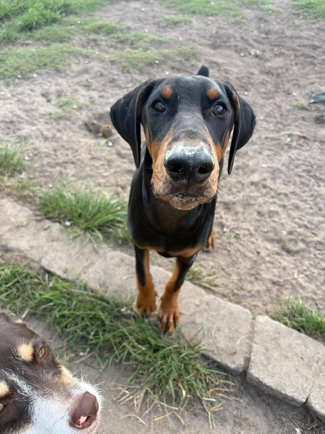 Meet Maverick!
Maverick is in search of a forever home. He’s a super sweet 6 month old Doberman. Please share and let’s find his person!
House trained ✅
Crate trained ✅
Food motivated ✅
Counter surfer ✅ it’s a work in progress
Curl up on the couch with his person ✅
Shares toys ❌
Cats and small pets ❌
Kids 10+ ✅
Neutered and current on vaccines and rabies ✅
Enjoys walking outside with his person ✅
He would do best with a larger female dog or as an only dog. Will make a good running partner once he’s done growing. He’s super smart and needs a breed savvy home. Applications can be found at pittfriends.com
#doberman #greenvillenc
#dobermanpinscher
#pittfriends #adoptdontshop