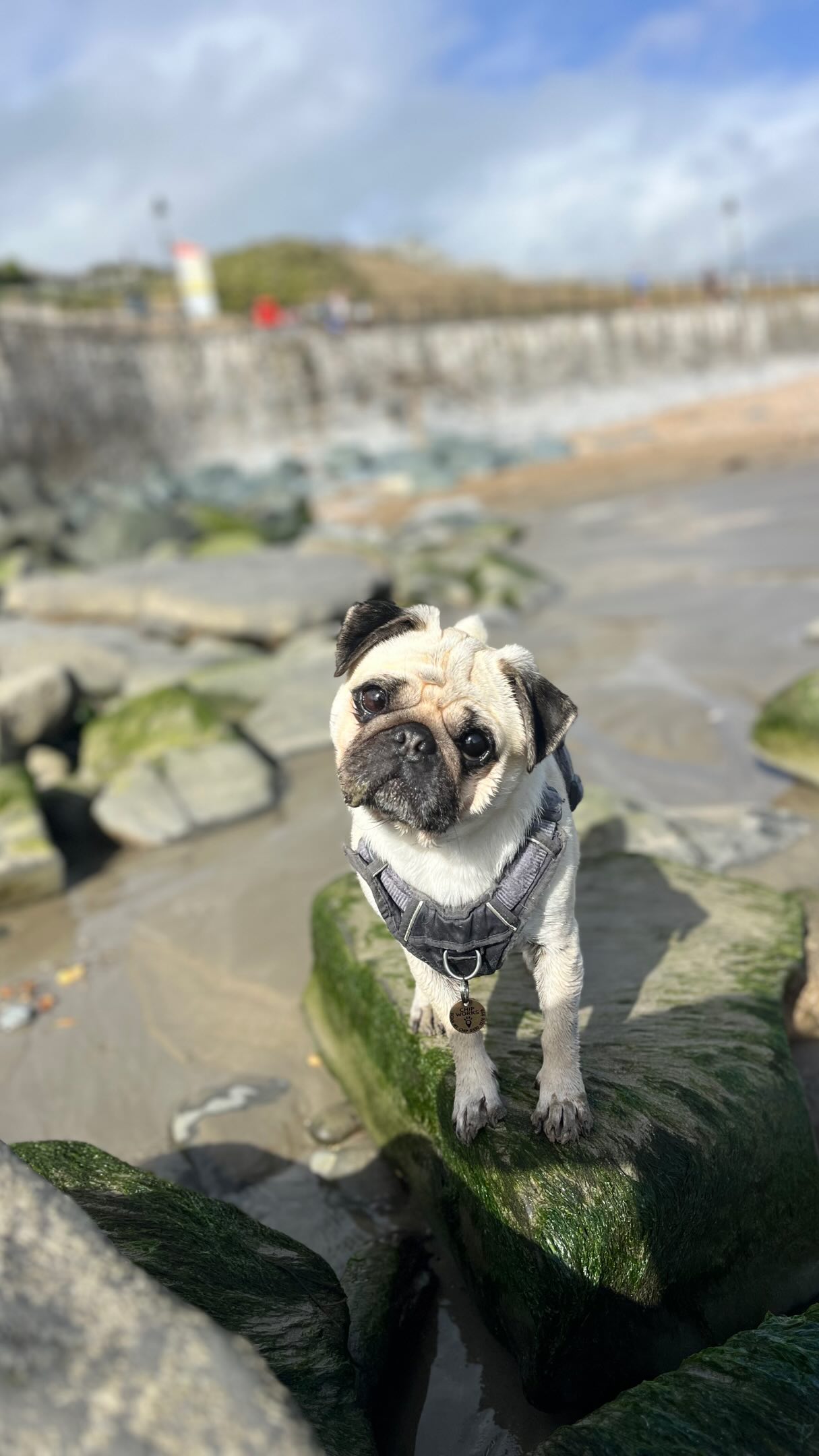 We are back in the area of Lyme Regis 🙌🏻🐶💞 life has been one big adventure over the last couple of years so many experiences, travel, beautiful friendships, losses & new beginnings 🙏🏻 i am so grateful for all the beautiful people who have supported me on my journey & still are, I was never meant to do this alone, I was meant to remember who I am 💞🙏🏻🧚🏼 with the unconditional holding of others I have been able to do this 💛 so blessed & grateful 🥰🌀🧚🏼🦄🐉🌳🐴🐶💛