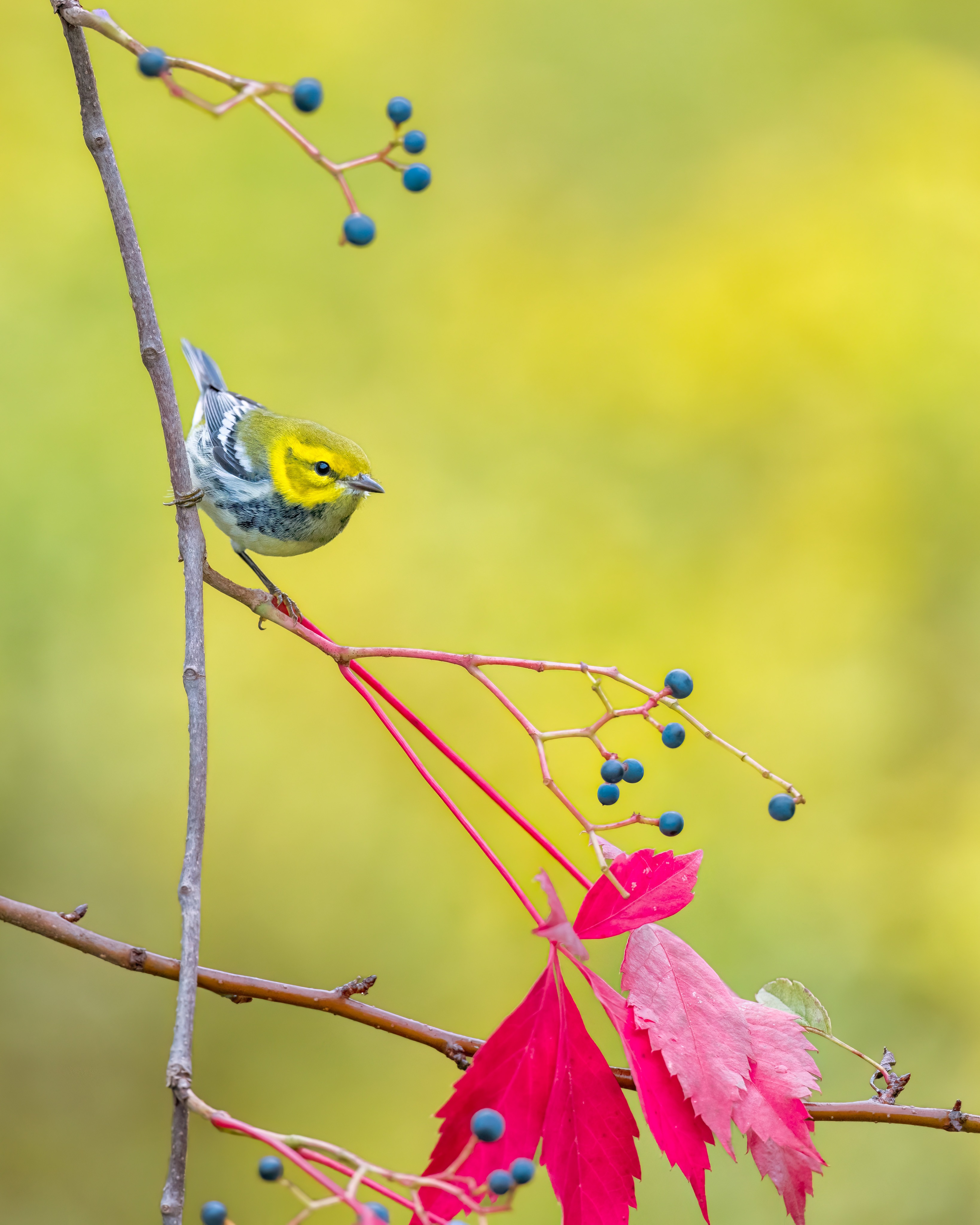 Black-throated Green warbler bops down a Virginia Creeper.