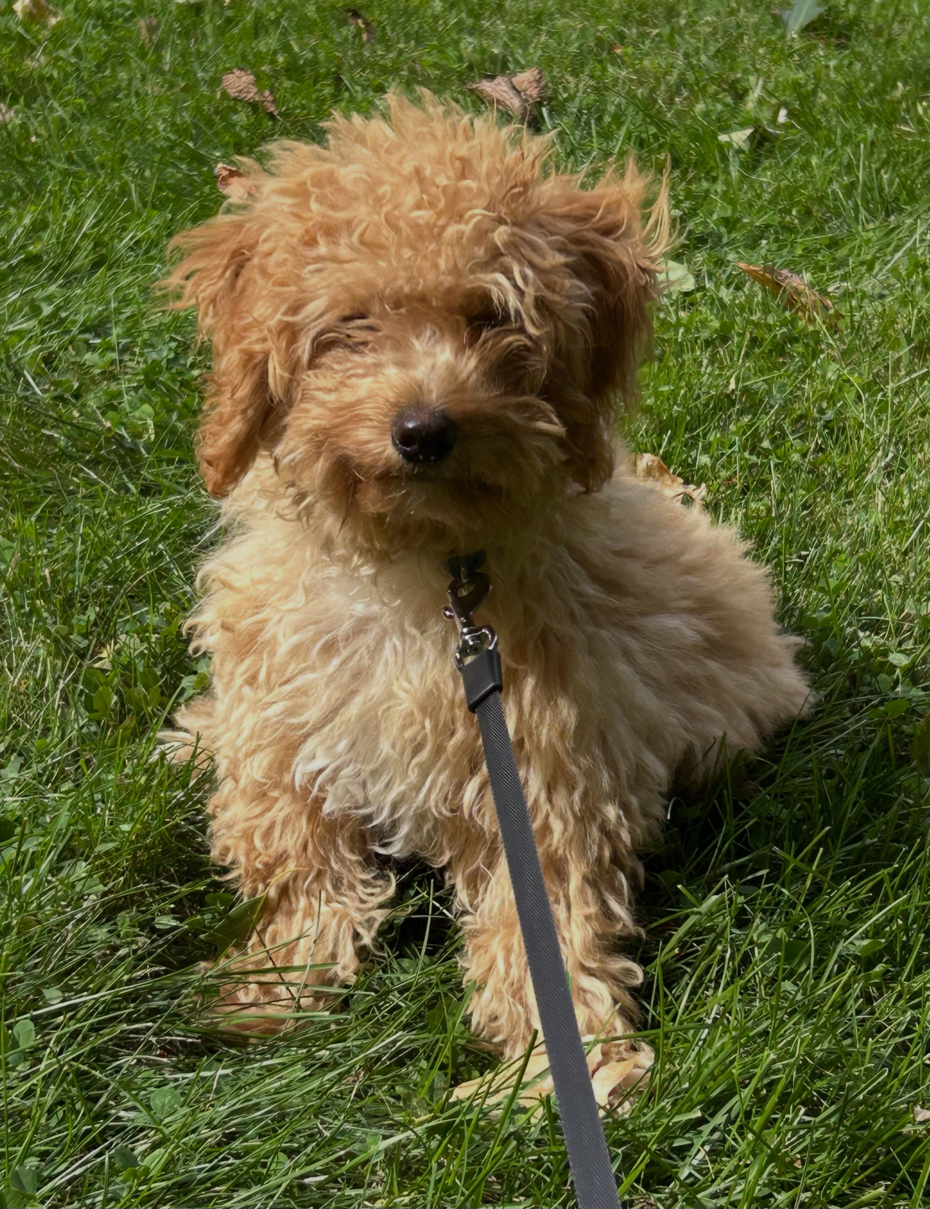Thereโs no better way to say #happyfriday than by introducing you to one of our newest friends: Copper! The floooof is real with this Poodle Pup!! ๐พ๐