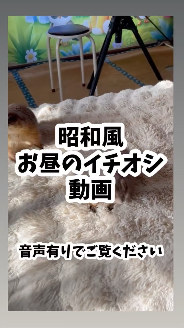 プレーリードッグとふれあえるのは、今月末まで🐿️✨
埼玉県川越市のふれあい動物園
Bamboo Palmのソラ君とハナちゃんです♪
撫でられてうっとりするソラ君と、
隣で気持ちよさそうにくつろぐハナちゃん。
仲良く寄り添う姿を見ているだけで、
こちらまで穏やかな気持ちになります☺️
プレーリードッグとのふれあい体験は、今月末で終了予定です。
「一度ふれあってみたい」と思っていた方は、
ぜひこの機会に会いに来てください✨
一緒に行きたい方へのシェアや、
お出かけ候補としての保存も嬉しいです♪
ご予約はプロフィールのリンクからお願いいたします。
※動物の体調により、ふれあいをお休みする場合がございます。
#プレーリードッグ #ふれあい動物園 #埼玉おでかけ #川越おでかけ #バンブーパーム