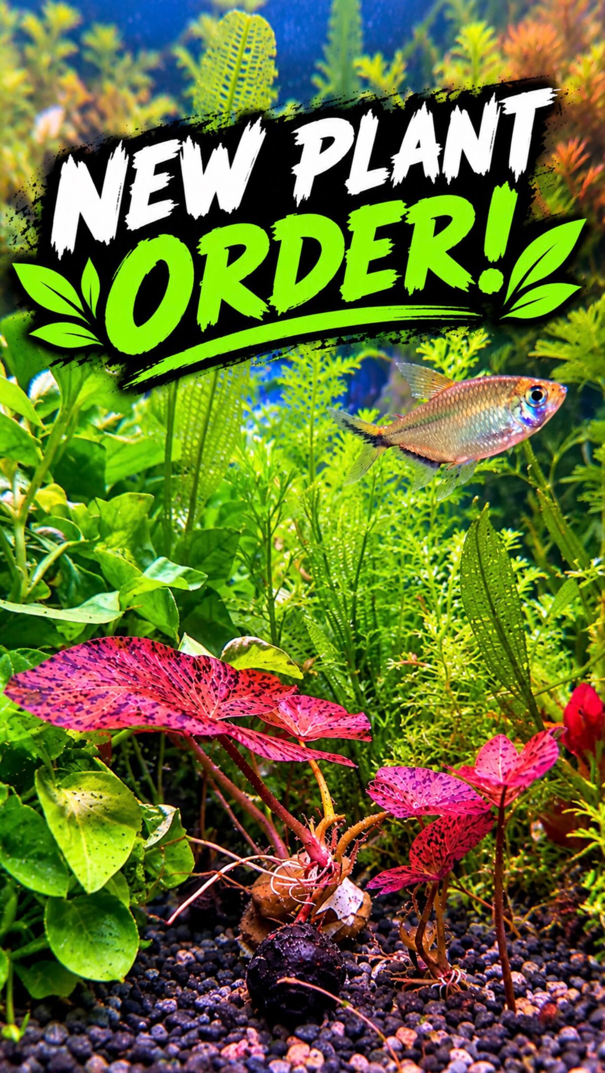 NEW PLANTS ARE HERE!
Fresh plants just landed, with plenty of variety for your next aquascape. We have everything pictured and much more! 🌱🐠
📍 3816 Sardis Church Rd Unit 107
📞 980-328-0000
🕐 Tue–Sat 10–6 | Sun 12–5
🛒 https://www.undertheseanc.com/retail-store
