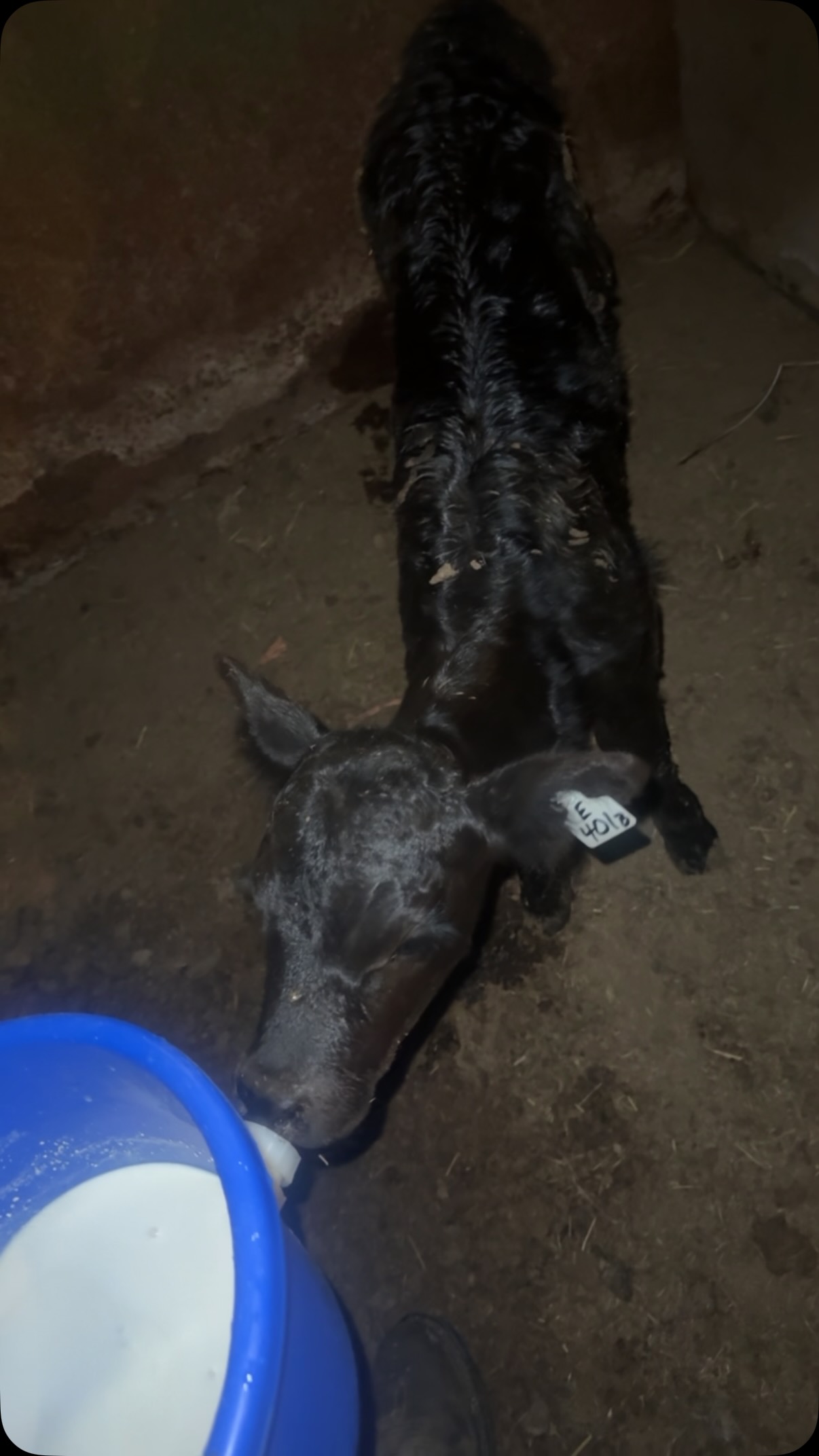 Baby Doe update! She’s doing good, swelling has reduced some from the snake bite, and she’s still very energetic! Stay tuned for the decision in her name! #cattleranch #farmlife #ranchlife #calves #beef