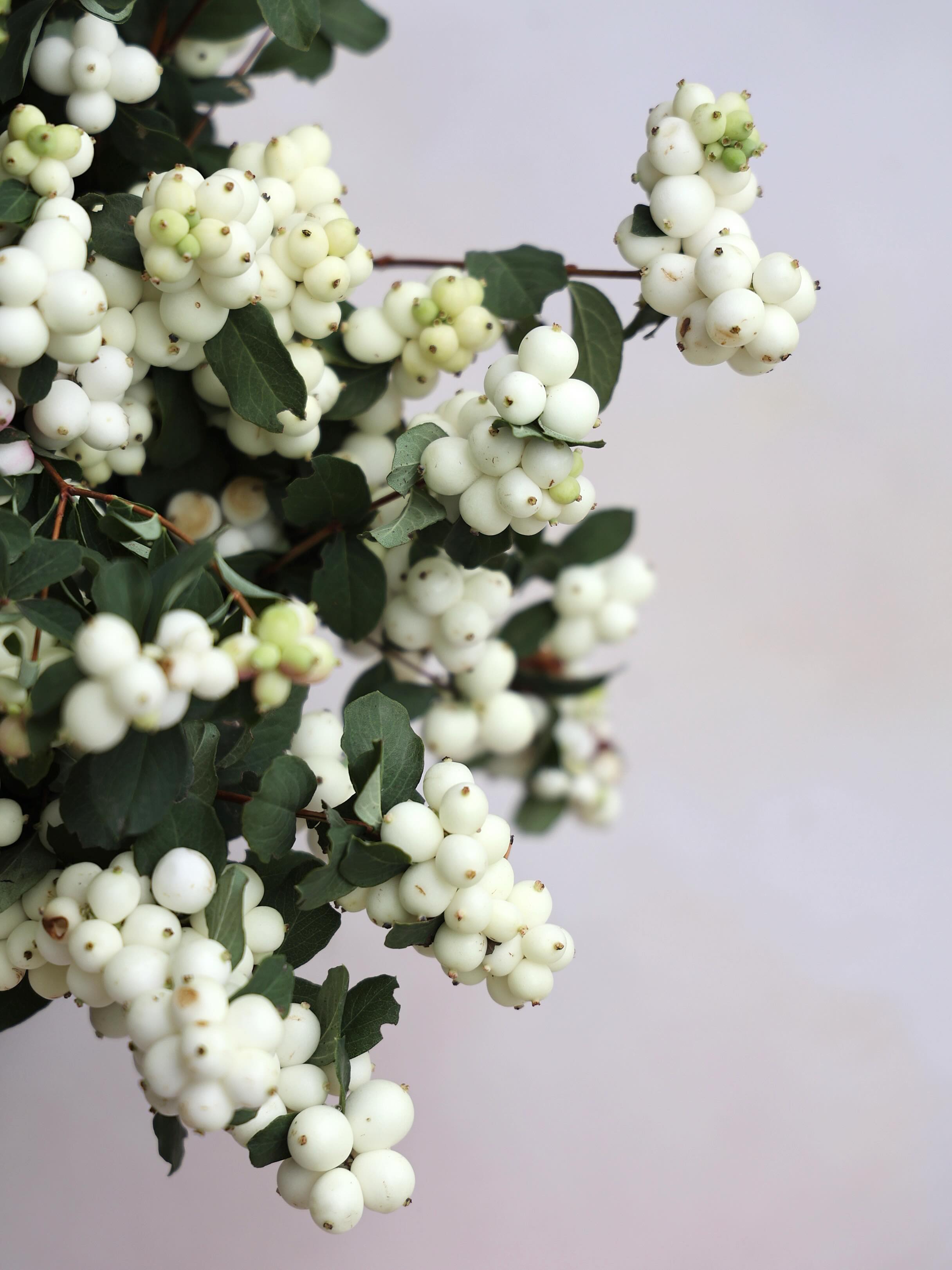 I’m berry obsessed. 😍
Another beautiful textural element brought to you by Fall, adding texture and whimsy to bouquets and arrangements this month. 💕