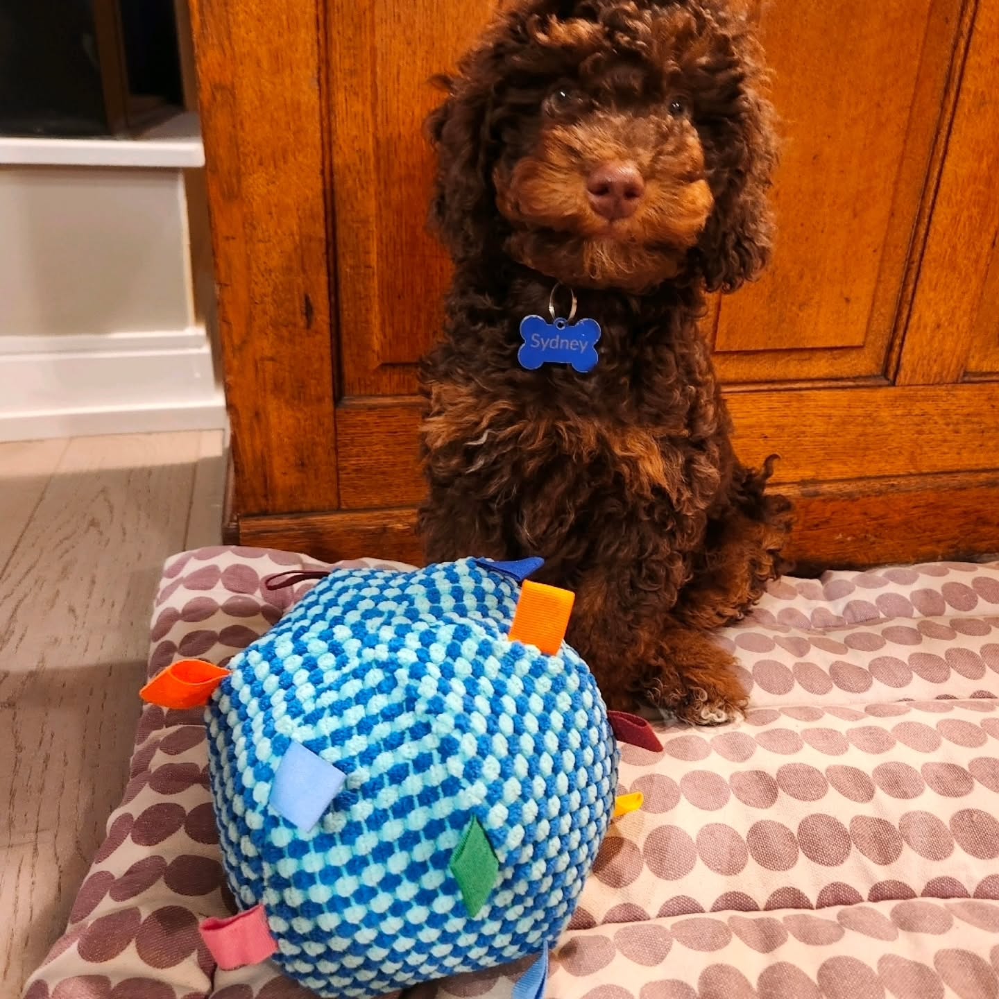 🐾 SYDNEY IS LOOKING FOR HIS FOREVER HOME! 🐾
We have the sweetest little male Poodle, Sydney, becoming available to a new family. ❤️ He is from our Luna and Chili litter 🐩
At just 4 months old, Sydney is estimated to mature around 24–26 lbs. He is fully vaccinated and has received all of his puppy boosters, and he has already started working on basic training with his trainer and mom.
Sydney is a sweet, loving, happy boy who has so much potential to make an amazing companion. 🐶💕 He is being rehomed due to unfortunate new health changes in his original home. This is absolutely no fault of Sydney’s—sometimes life brings unexpected circumstances, and we are committed to helping him find the wonderful home he deserves.
✨ 4+ months old
✨ Male Poodle
✨ Estimated 24–26 lbs full grown
✨ Fully vaccinated with puppy boosters
✨ Started basic training
✨ Sweet, loving personality
✨ Looking for his forever family ❤️
If you’ve been waiting for the opportunity to welcome a slightly older puppy into your family, Sydney may be the perfect little guy for you! 🐾
📩 Please message us for more information about Sydney and his adoption