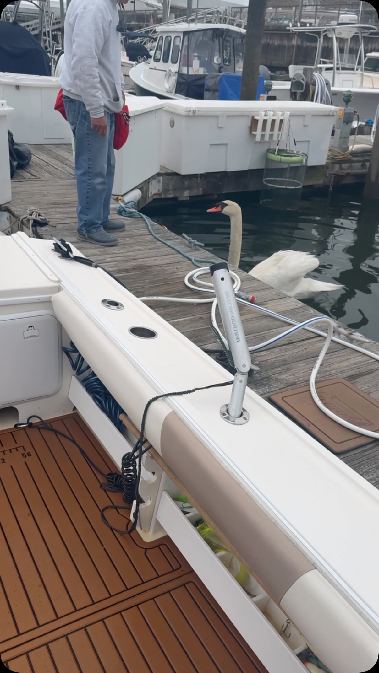 Apparently even the swans are pissed about this storm coming 😂🦢 One came all the way over just to try and take a bite out of Ultra Bob! 😂😂 #bluefinsoundcharters #newrochelleny #bass #fishing #blackfish