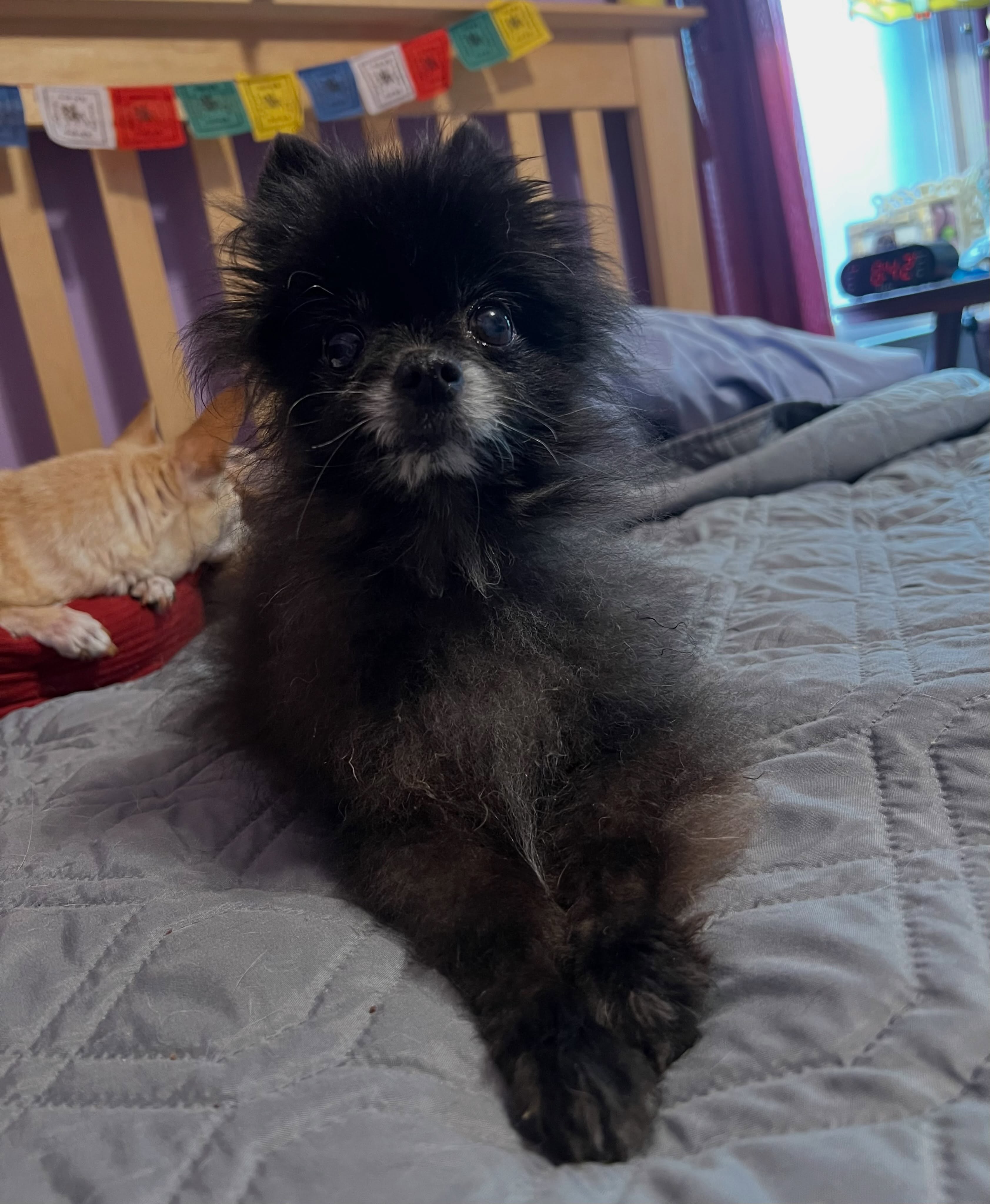 Two weeks with this adorable black fluffy super-spreader, 8 of the other dogs have kennel cough now 😖 lesson learned. Even if they are in the shelter for only 2 days they can still contract kennel cough. I should have quarantined better. Hopefully it will pass soon. #seniordog #seniordogrescue #seniordogsanctuary #kennelcough