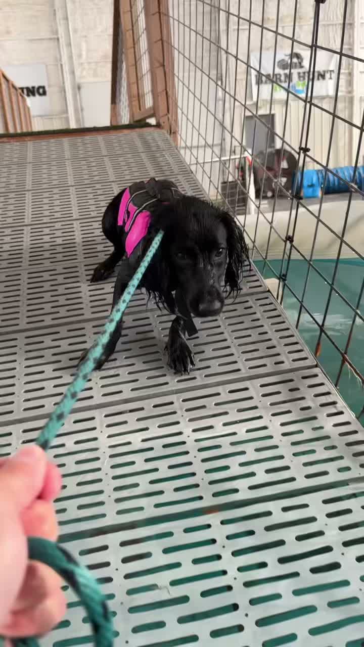 Making a splash for the very first time! Watch out, Michael Phelps, Marty is coming for your gold medals! 🏊♂️🐶
#dogswimminglessons #k9cation #dogdaycare #k9cationdogs #dogdaycarelife