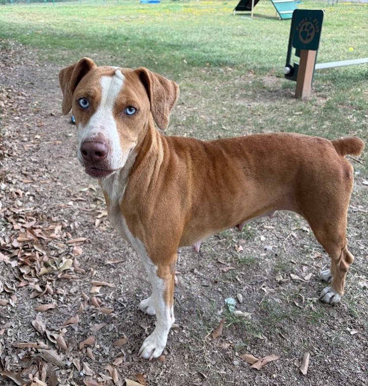 We have NO idea how this sweet girl hasn’t been scooped up yet!
Charlie is the total package. ❤️
She loves other dogs, and has the greatest personality. She is also house trained and walks easily on a leash.
Charlie is a hound/pointer mix of some sort with the cutest nubbin tail. She’s chatty but not barky, and she is so chill in her kennel. 🥰
She’s estimated to be around 4 years old, and just 40 pounds.
She does have heart worms, but her treatment is included in her $90 adoption fee, which also covers her spay, annual shots, and a microchip!
Visit her at 4500 Kramer Street, Tues-Sat., 10:30-5.
The Little Rock Animal Village stays at capacity, so go meet her ASAP if you are interested.