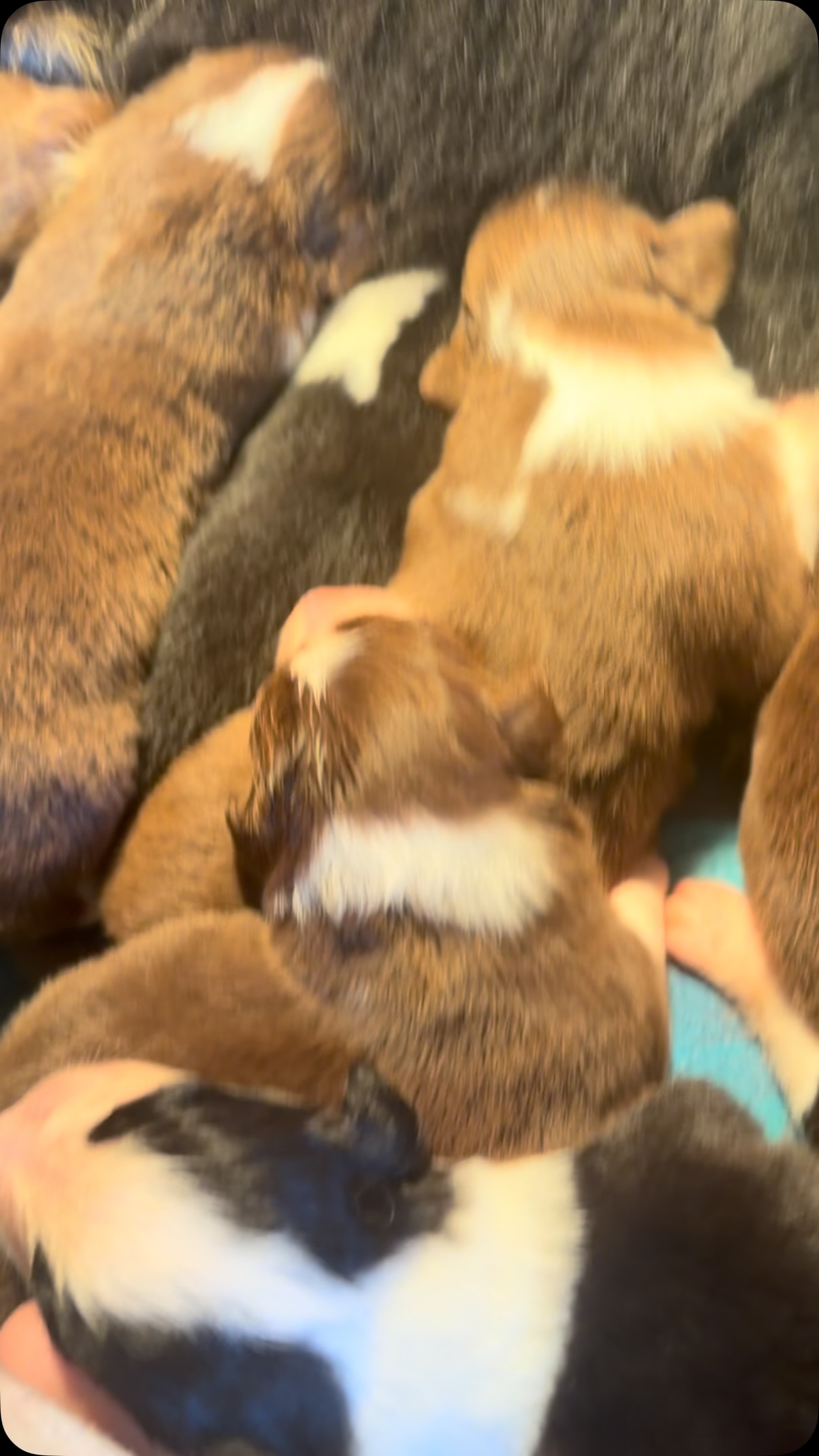 Sunday morning at the milk bar ๐ผ๐พโค๏ธ
Helping Mama top up a few little bellies to make sure everyone is getting what they need to grow strong, healthy and happy.
Enjoy the milk drunk babies at the end! #australianshepherd #ochayeaussies #raisingpuppies #puppysocialisation #purebred