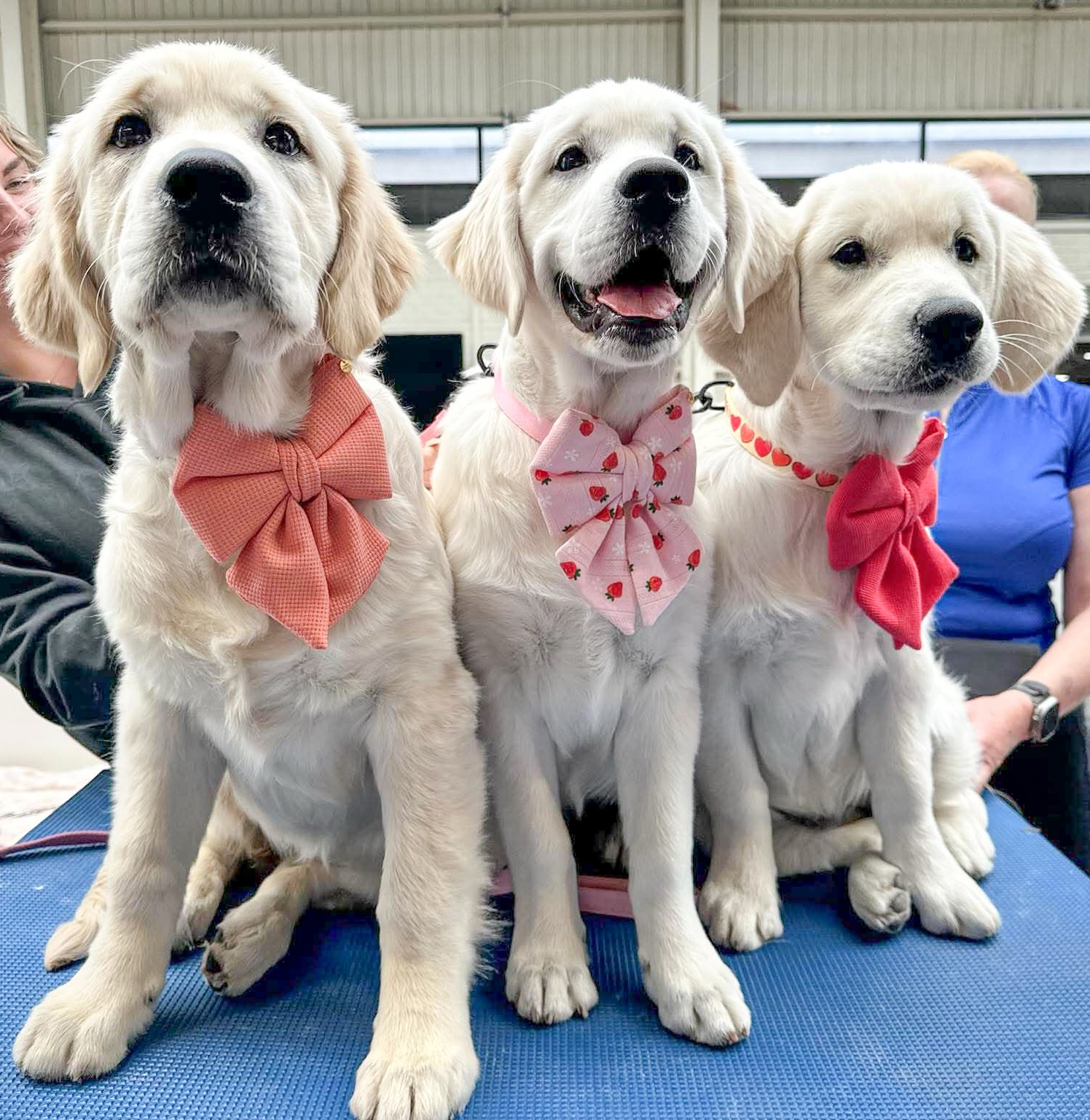 We had a great time at the Royal Melbourne Show today! We took two dogs, Coda and Lolly. π»ββοΈπ
Coda won his class in Intermediate dog π₯
Lolly came second in the baby bitch class π₯
We enjoyed hanging out with our friends. The dogs were very well behaved and Lolly did great at her first Royal with all of the attention π₯°
#golden #goldenretrieverworld #goldenretriever #goldensofinsta