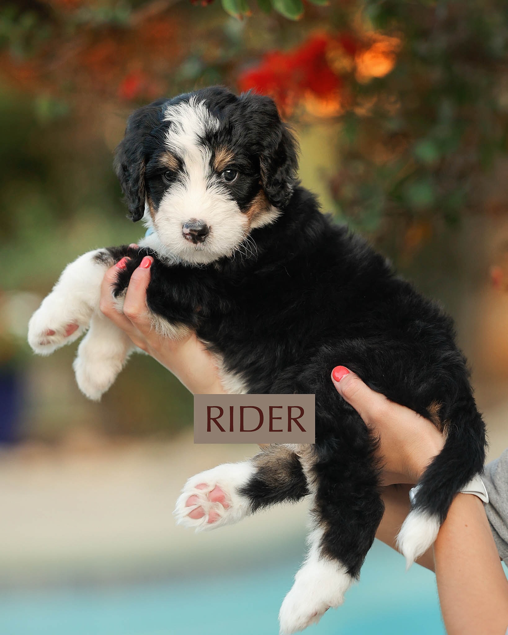 SIX WEEKS OLD! 🤎🐾
Six weeks of raising these babies, and I’m convinced we’re running a tiny puppy training academy over here. Only our students have four legs, occasionally fall asleep during class, and think biting their classmates is perfectly acceptable behavior. 😂
These little furballs have already been introduced to thunderstorms, vacuums, blenders, hairdryers, balance boards, crates, toddlers, hats, glasses, strange noises, new surfaces and about 47 other things I’ve probably forgotten. Basically, if it moves, makes noise, looks weird or requires a little bravery… we’re trying it!
And the potty box?? I have to brag on them for a second because this crew has it down to a FINE SCIENCE. 👏🏼 I’m pretty sure they’re a little ahead of the game on this one, and I am not complaining!
They’re getting more confident, curious and downright hilarious by the day, and their individual personalities are REALLY starting to shine.
Six weeks somehow flew by, and now we’re entering some of my favorite weeks with them. So much learning, so much growing… and SO much personality packed into these little faces.
Happy SIX WEEKS to our fur-babies!