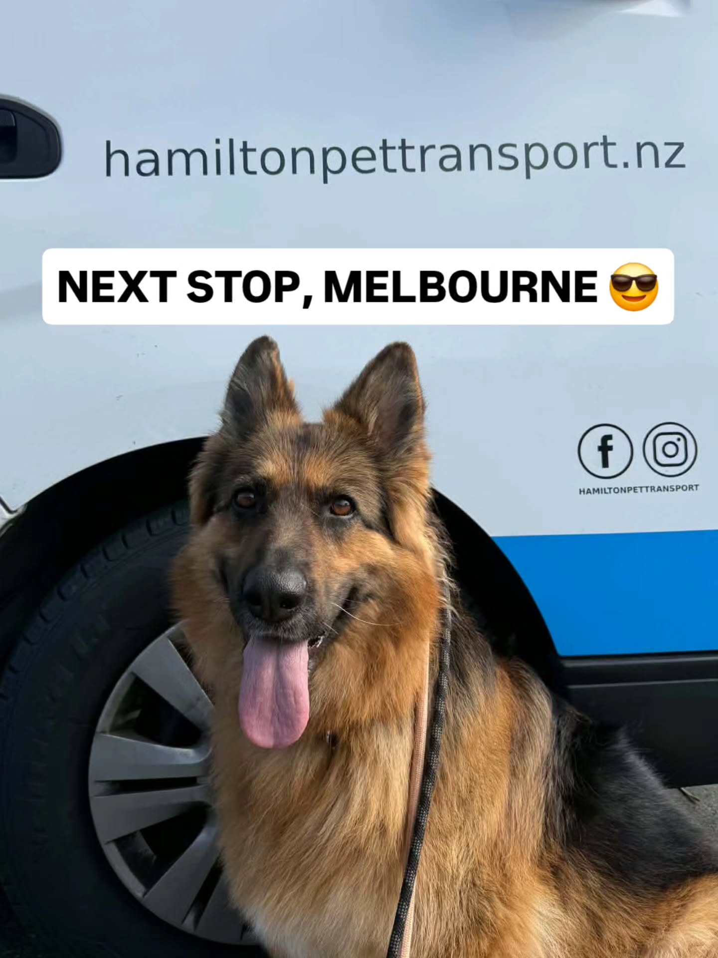 Willow jetted off to Melbourne this morning🛫
She will have one nights comfort stop then her final flight will be to Alice Springs 🐨🪃
#germanshepherdofinstagram #germanshepherds #Melbourne #Hamiltonpettransport #personalpetshippers