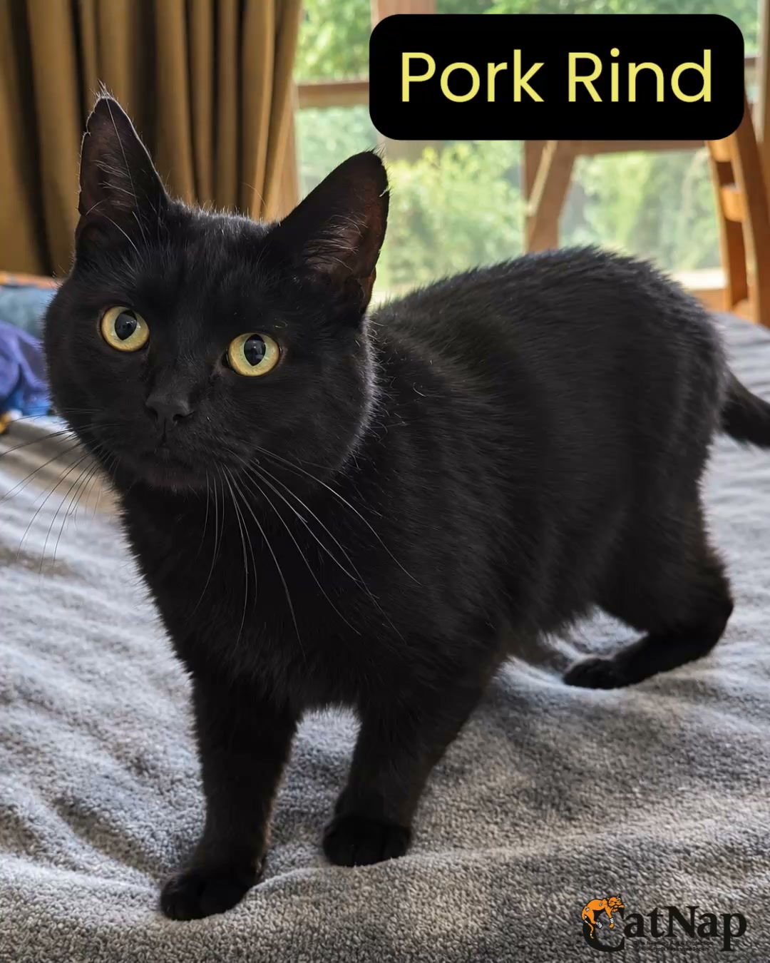 Pork Rind has been #ADOPTED from PetSmart, Nanaimo
