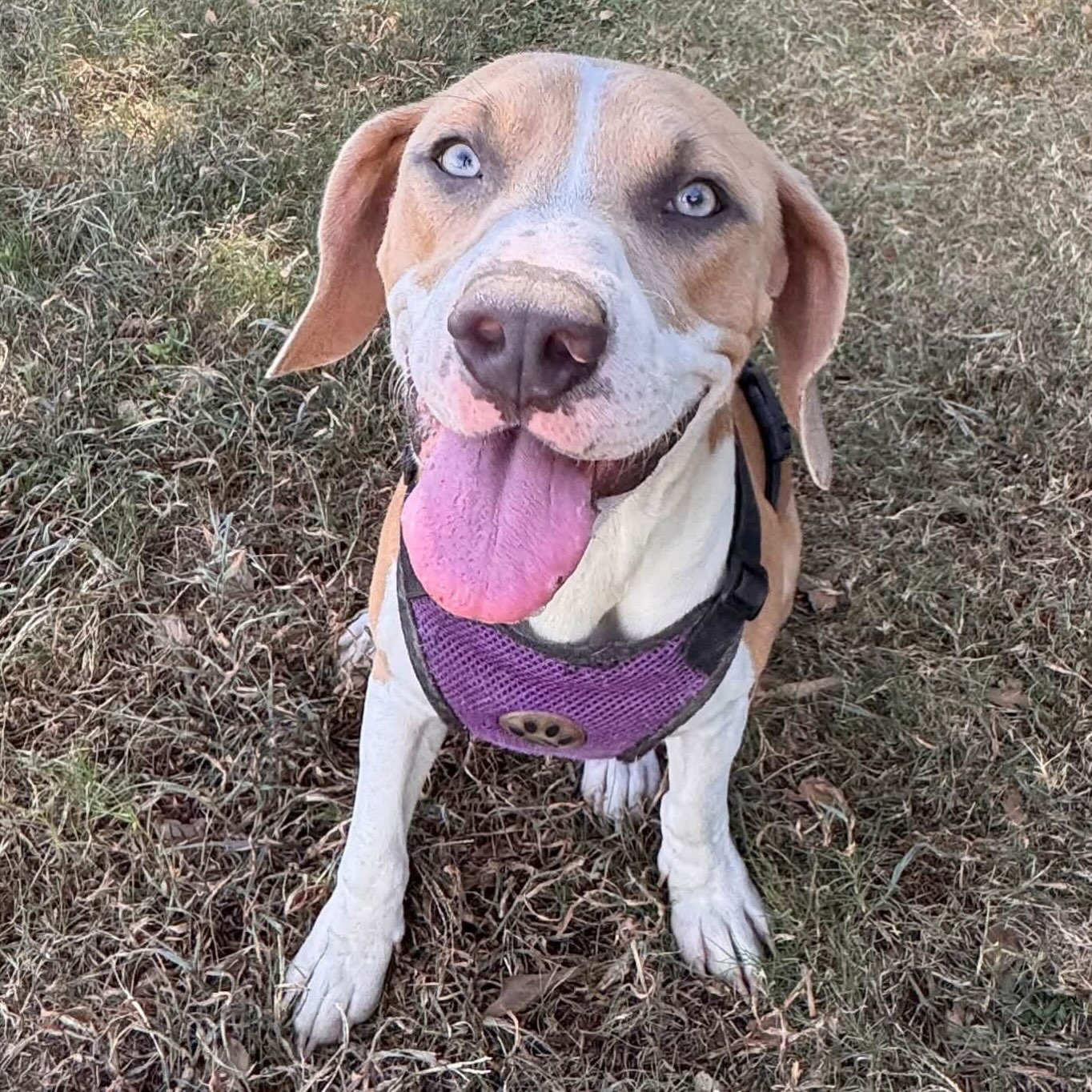 Meet Thumper! 😍
Volunteers say he’s potty trained, loves to sniff everything, and gives sweet kisses. 🥰
He’s listed as a beagle mix, just under a year old and he’s only 40lbs. He’s seriously, ridiculously adorable. Go meet him. ❤️
His adoption fee covers his neuter, shots, microchip, and heartworm test for just $90.
Meet him at 4500 Kramer Street, Tues-Sat., 10:30-5.
The Little Rock Animal Village is the city shelter and stays at capacity, so go meet him ASAP if you are interested.