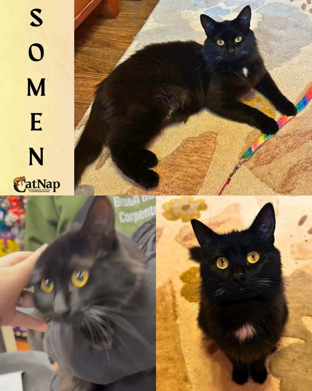 Somen has been #ADOPTED from Bosley's Bowen Road, Nanaimo