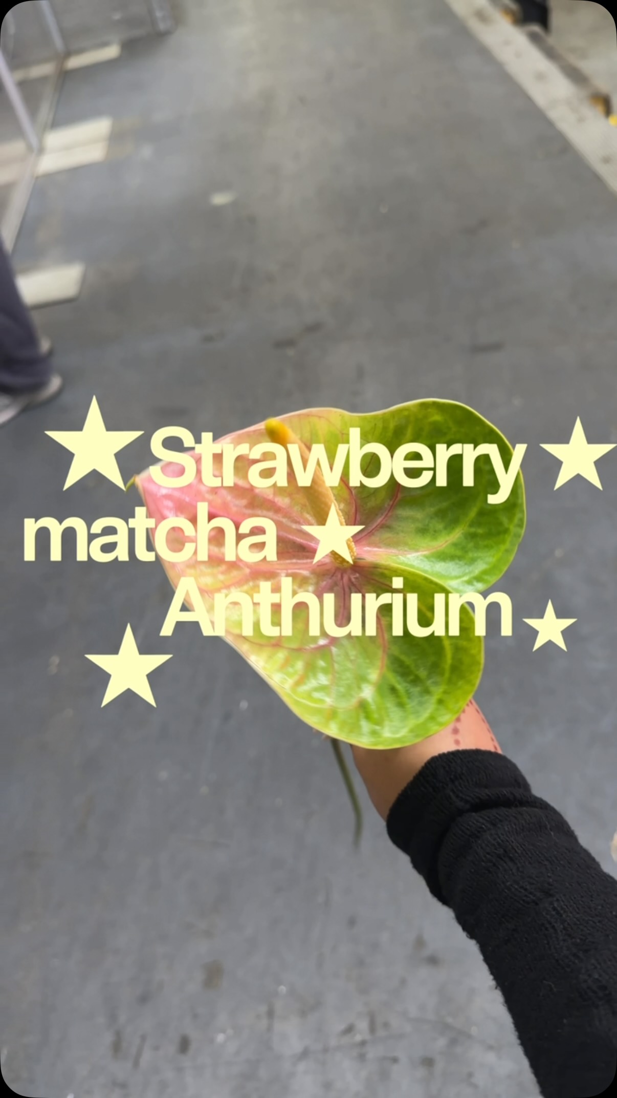 Just was in awe for this beautiful anthurium that reminds me of strawberry matcha 🍓
Had to share it as a girls girl ✨
#nycflorist #nycflowers #luxuryflowers #strawberry #matcha