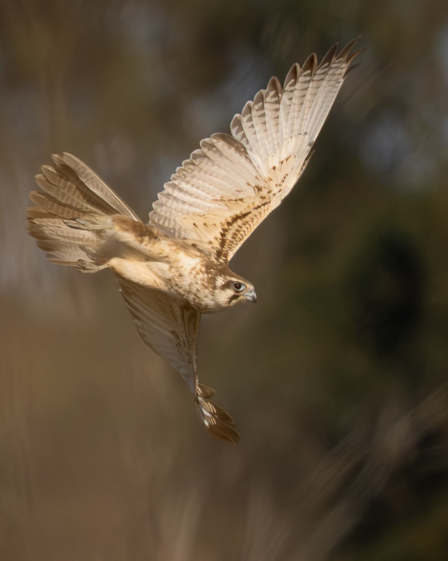 Barely a few seconds between sighting this beautiful Falcon and attempting a shot - and in my haste I didn’t notice I was shooting through some fine grasses but it’s given a very soft and painterly look to the photo - and I’m happy to have scored a shot as that was the last I saw of him #birdphotography