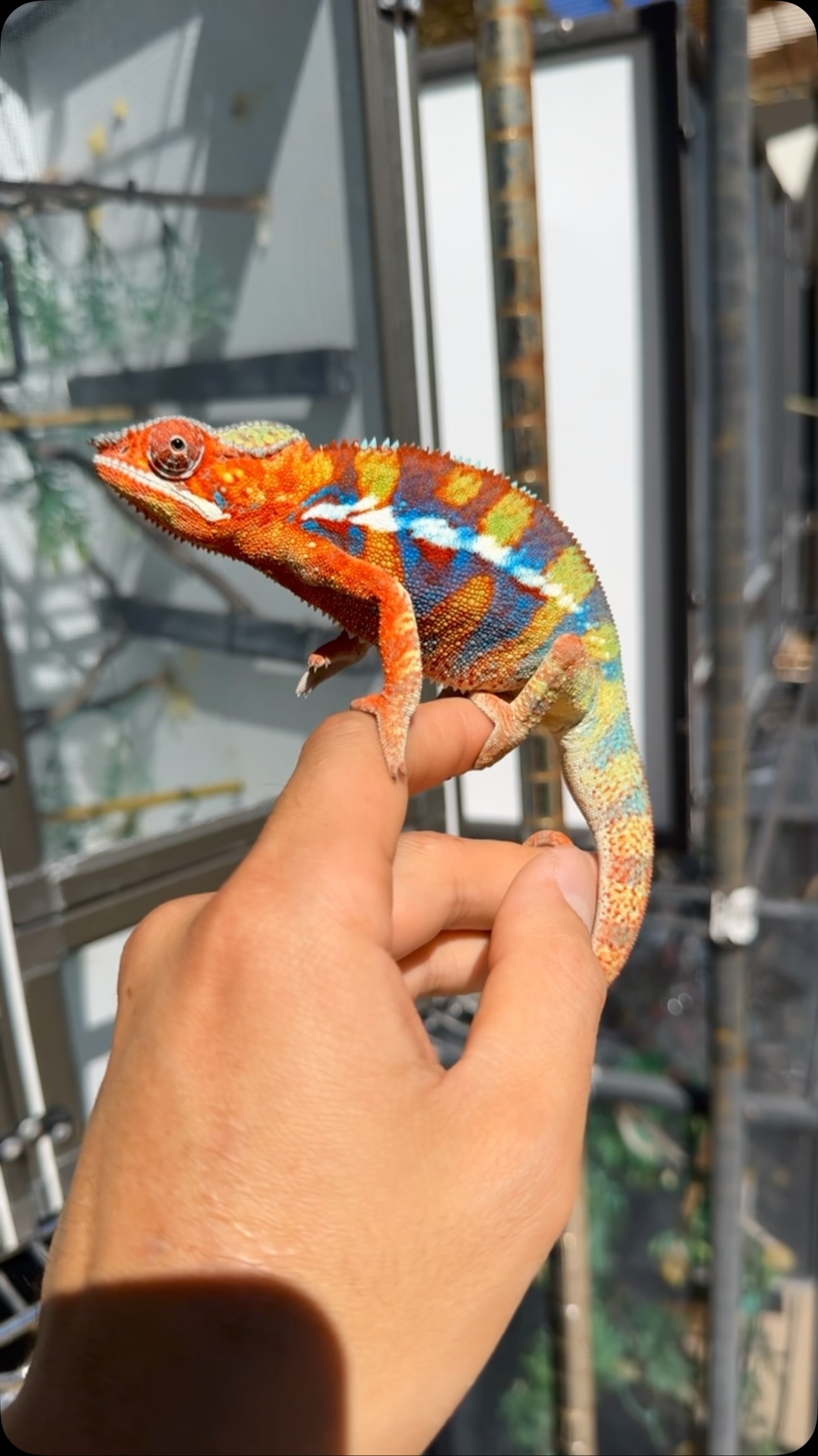 Taste the rainbow🌈 #fyp #pantherchameleon #chameleon #ambilobe #reptilesofinstagram