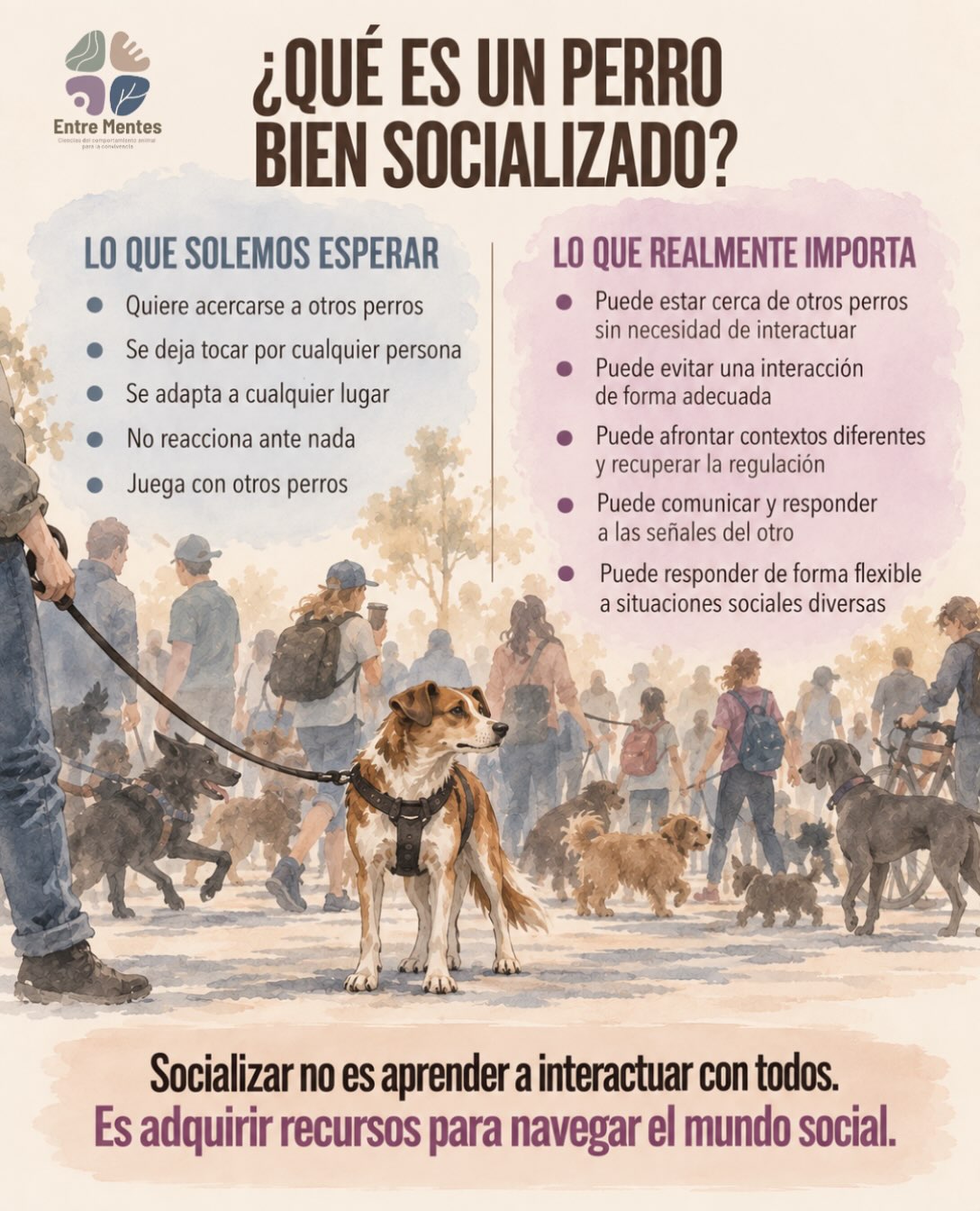 Dentro de la enorme cantidad de mitos que rodean la vida con perros y cómo “deberían ser”, está el concepto de socialización.
Pensamos que un perro bien socializado es el que se acerca a cada perro de forma amistosa, acepta el contacto de cualquier persona, tolera sin chistar (y con gusto) todo aquello a lo que lo exponemos o se comporta igual en todas las situaciones.
Pero no.
Y esa idea equivocada hace daño a los perros y genera expectativas irreales en las personas que viven con ellos.
Las habilidades sociales también implican poder estar cerca sin interactuar, evitar un encuentro, comunicar de forma adecuada, responder a las señales del otro, regularse y adaptar el comportamiento al contexto.
Socializar no es acumular interacciones ni aprender a estar disponible para todos.
Un perro socialmente hábil es un perro que cuenta con recursos para navegar situaciones sociales diferentes de forma exitosa.