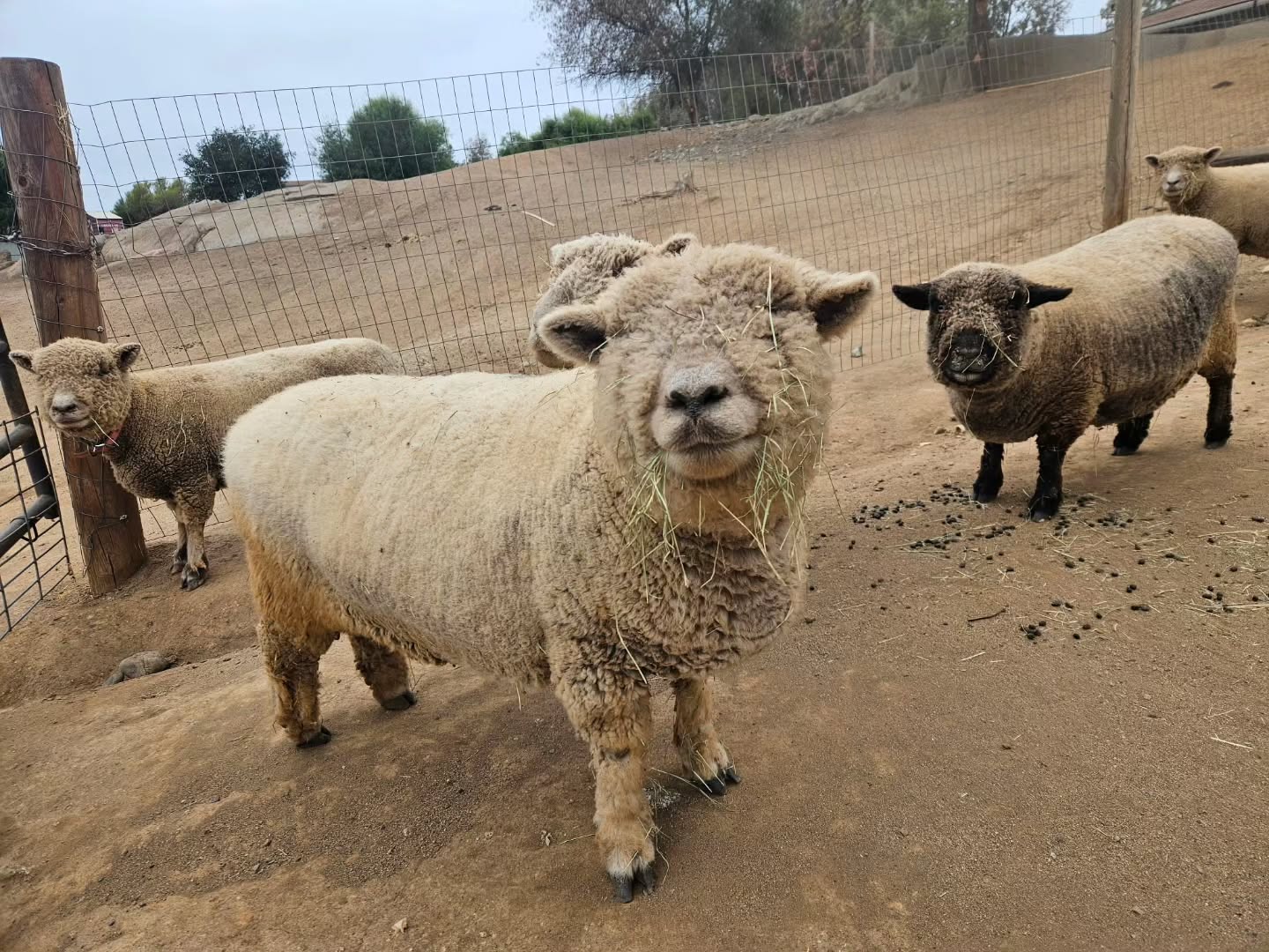 I won't say Marley is our cutest Sheep, but I won't disagree! β€οΈπ