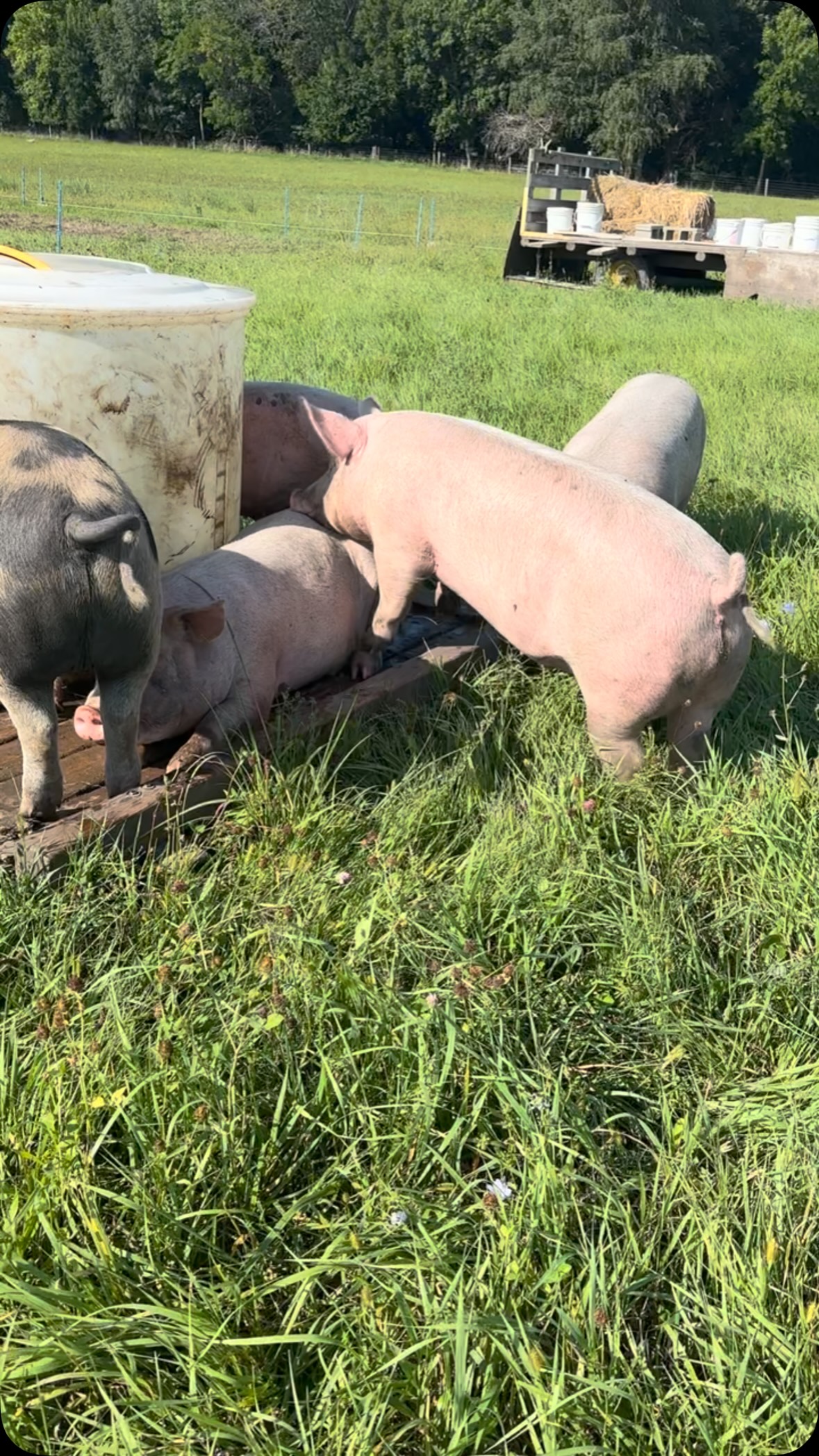 We have a new online store!! Check it out & reserve a whole, half, or quarter hog! Www.OkobojiOrganics.com/order