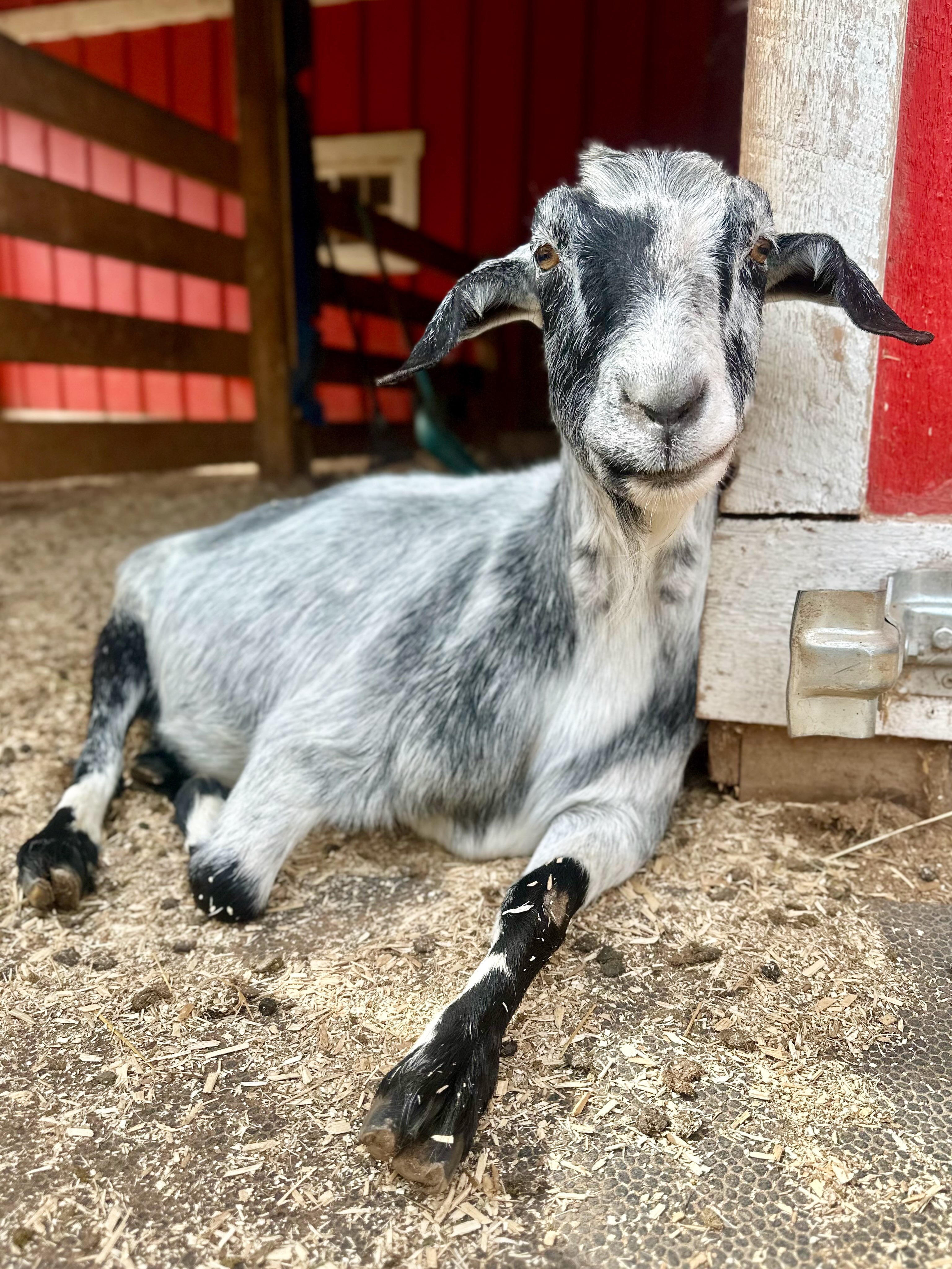 At 12 years old, Selma is the oldest goat at the sanctuary. You can tell by the way she walks that she’s an old girl, but certainly not by the way she behaves. She’s got a lot of personality and is always up for initiating play or defending her food. She’s a mighty little goat.
Selma arrived here over a year ago with her daughter, Patsy. When we’d been asked to take them in, we instead managed to find them a home with someone needing a companion for her single goat. Unfortunately that home didn’t work out as both Selma and Patsy bullied the other goat too much, so they ended up coming here. They integrated with our herd very well.
When they arrived, and for several months after, they were a bit stand offish, but now both Selma and Patsy love coming up for scratches and attention. We’re happy they get to live out their days at LAILO.